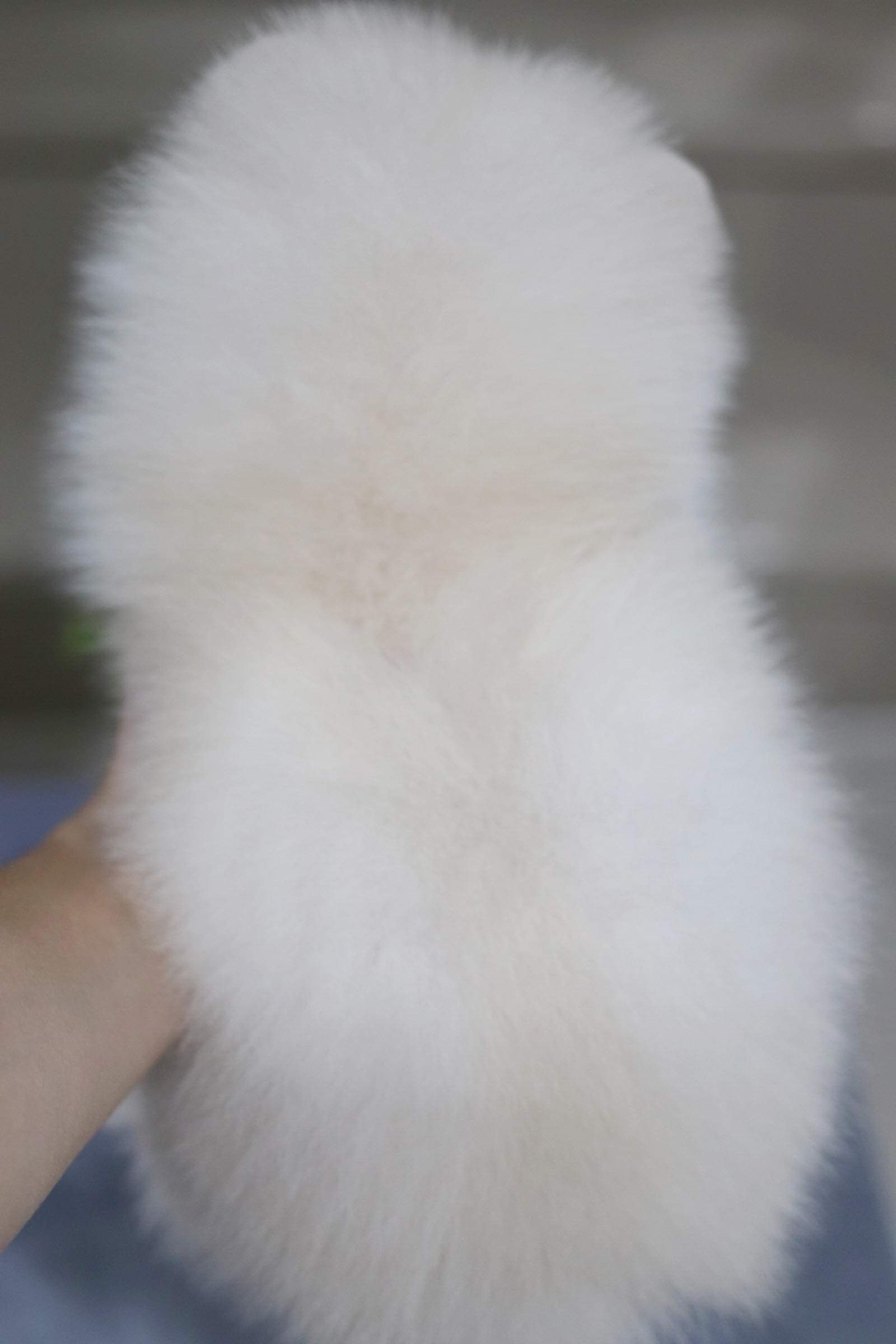 ปอมเมอเรเนียน เพศเมีย