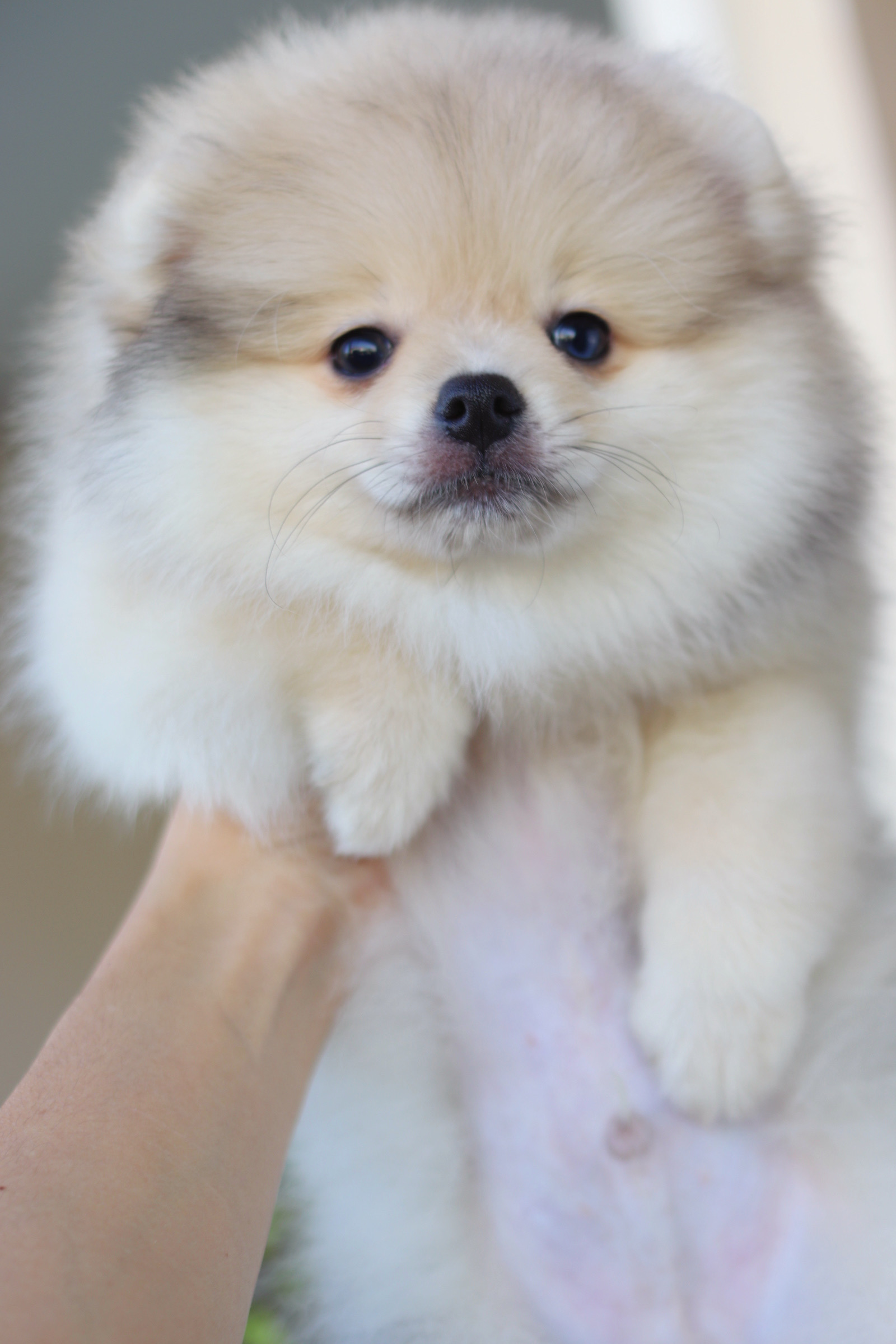 ปอมเมอเรเนียน เพศผู้ สีส้ม