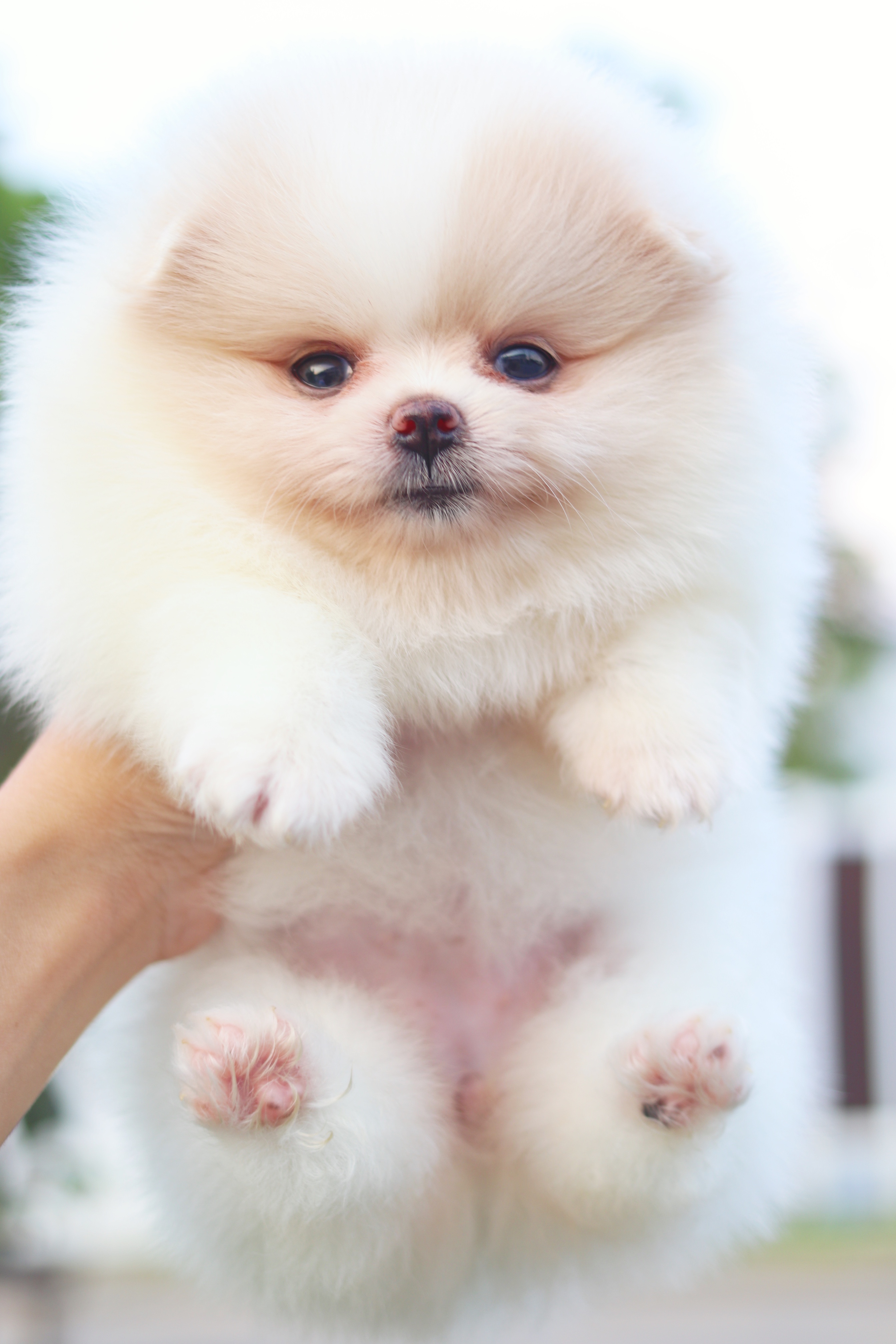 ปอมเมอเรเนียน เพศเมียสีแฟนซีเกรดโชว์