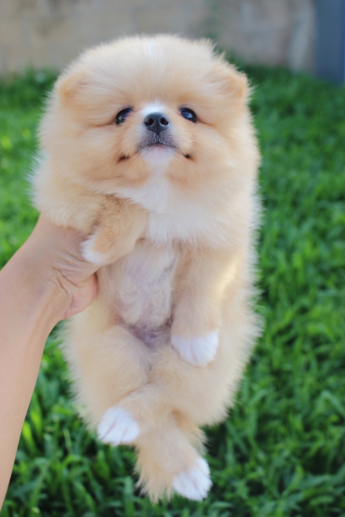 ปอมเมอเรเนียน เพศเมียสีครีม มีถุงเท้า