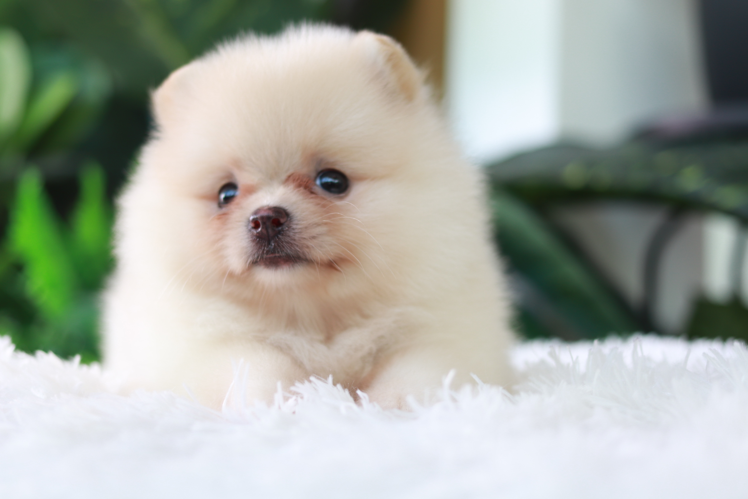 ปอมเมอเรเนียน เพศเมีย สีครีม