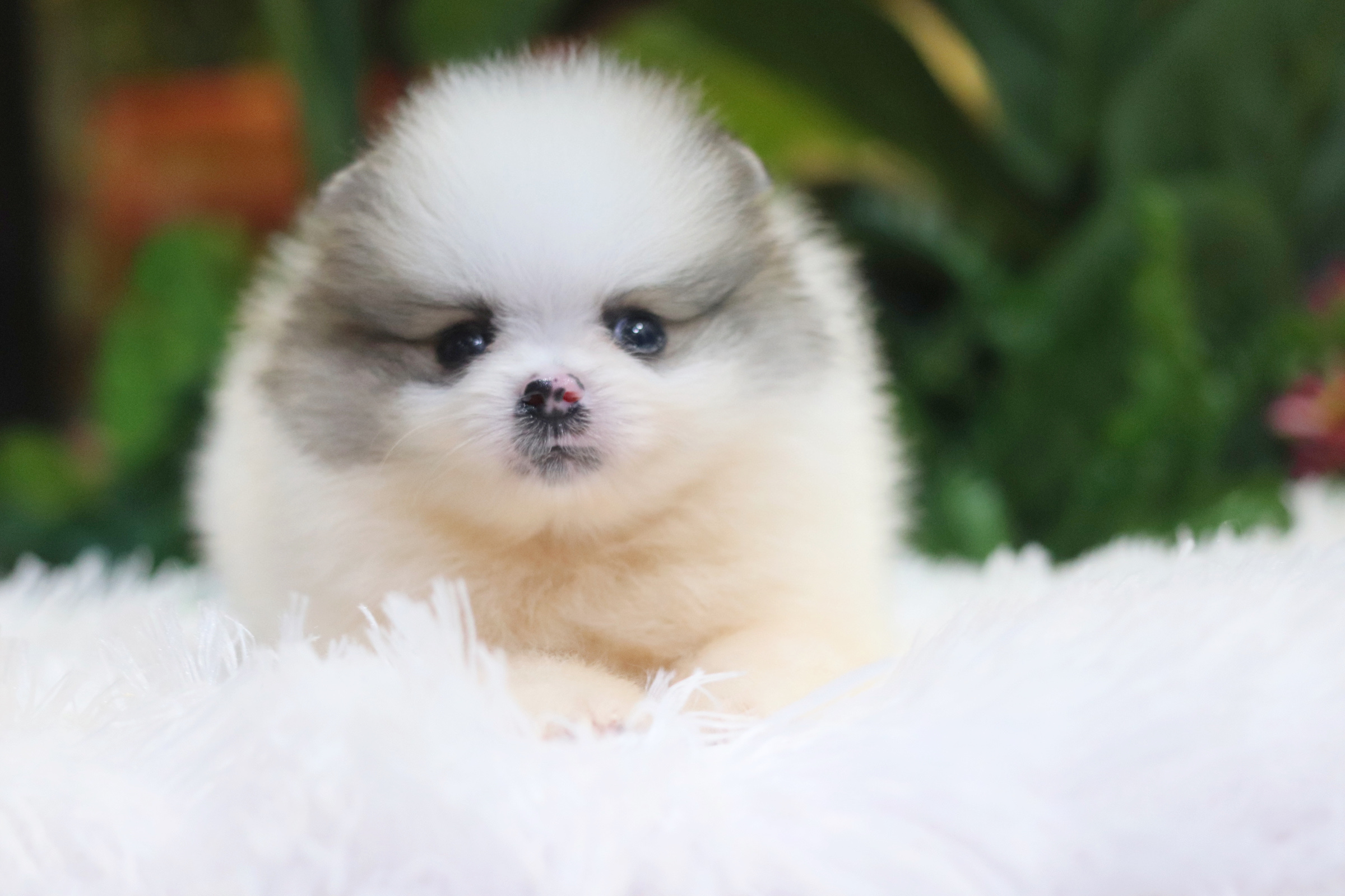 ปอมเมอเรเนียน เพศผู้ สีแฟนซี