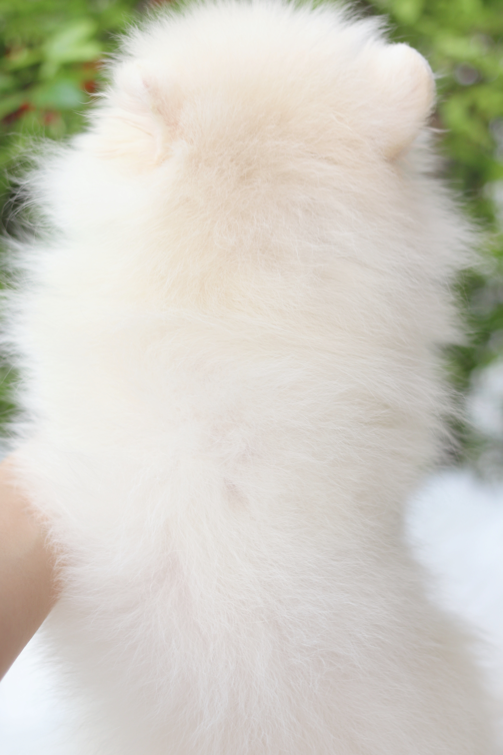 ปอมเมอเรเนียน เพศผู้สีขาวครีม