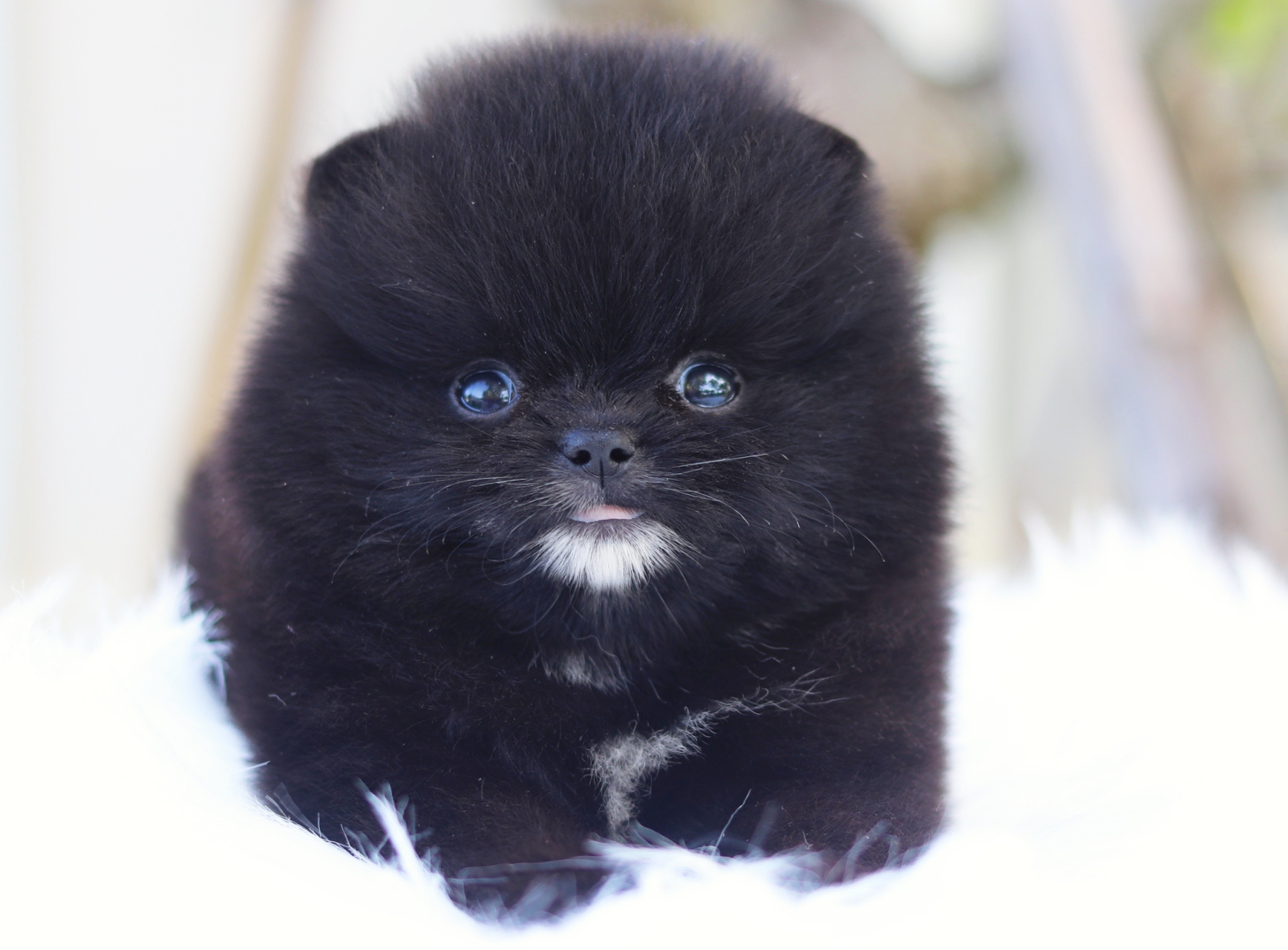 ปอมเมอเรเนียน เพศเมียสีดำ