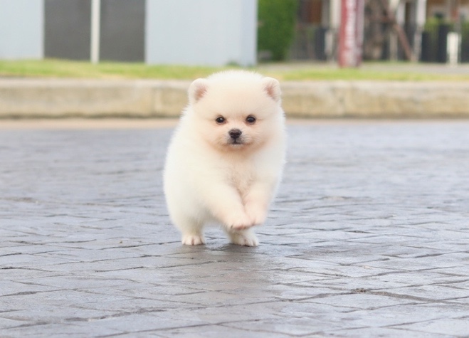 ปอมเมอเรเนียน เพศผู้สีครีม