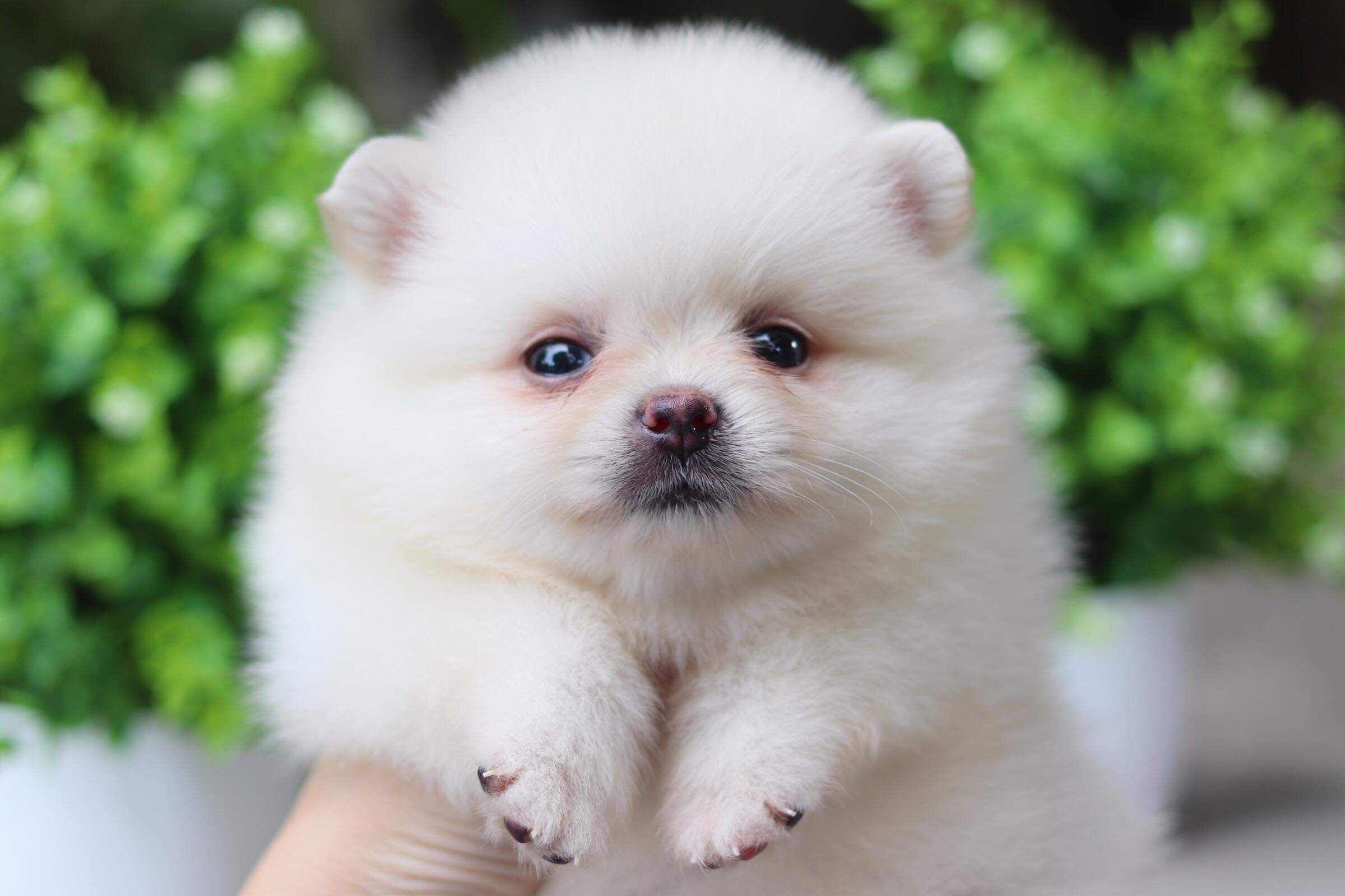 ปอมเมอเรเนียน เพศผู้