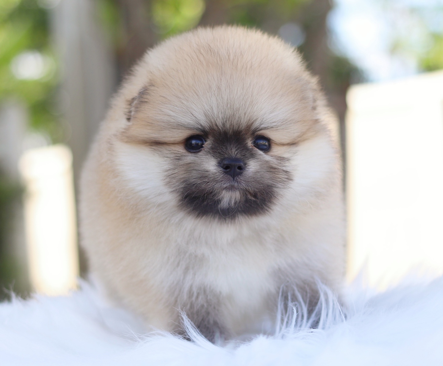 ปอมเมอเรเนียน เพศผู้สีส้ม