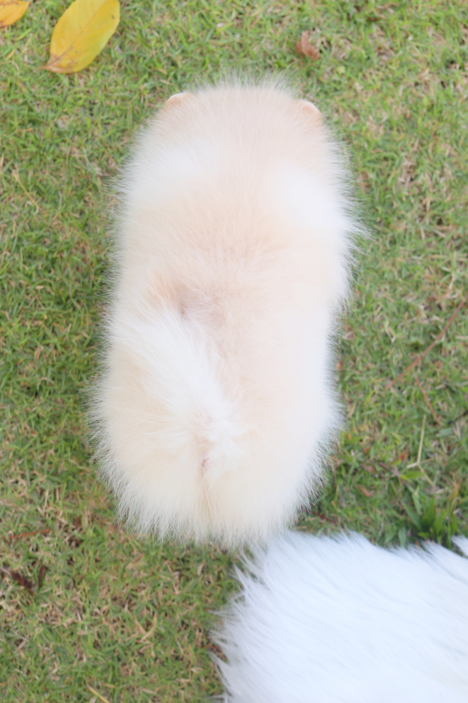 ปอมเมอเรเนียน เพศผู้ สีครีม