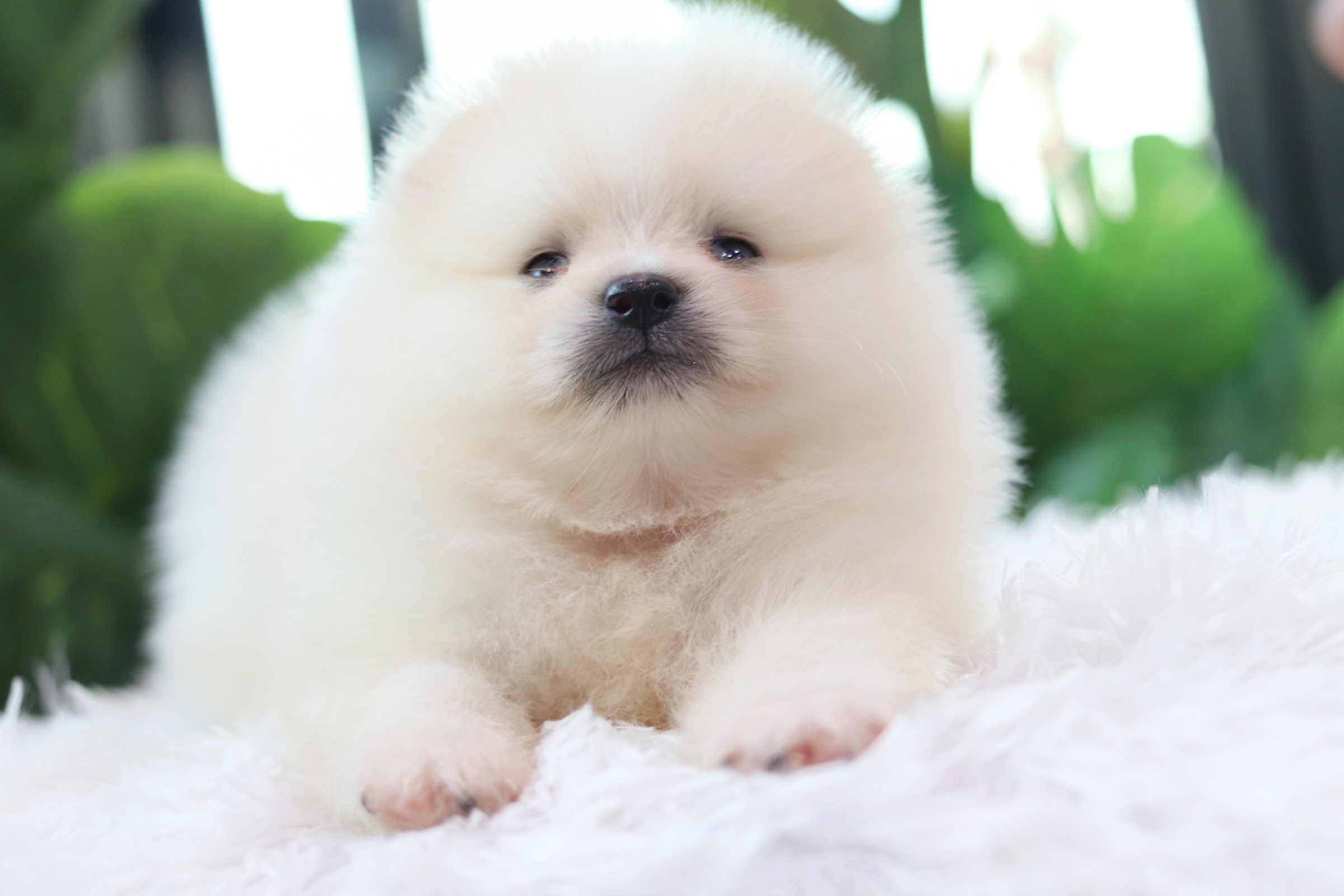 ปอมเมอเรเนียน เพศผู้สีขาวครีม