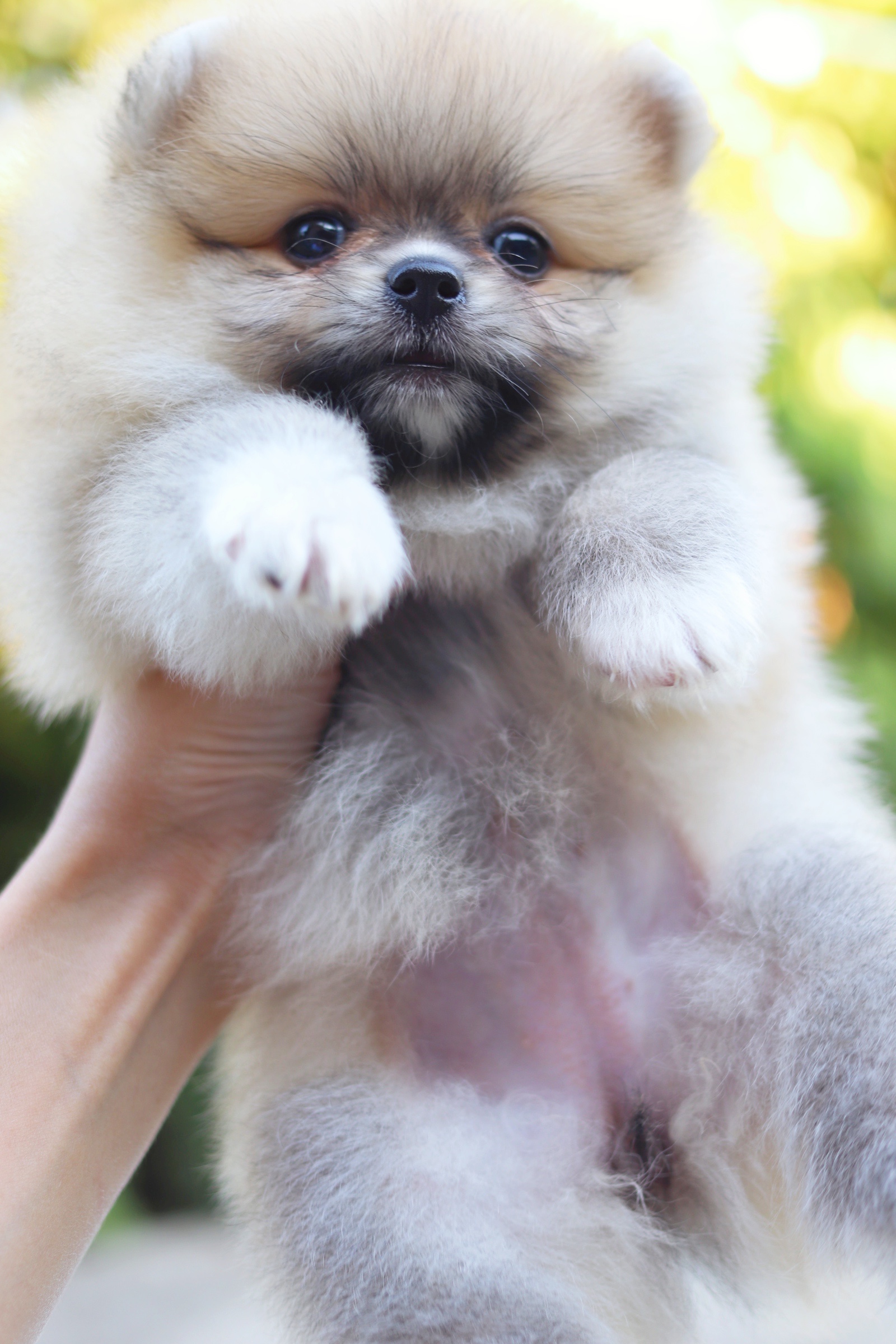 ปอมเมอเรเนียน เพศเมียสีส้ม