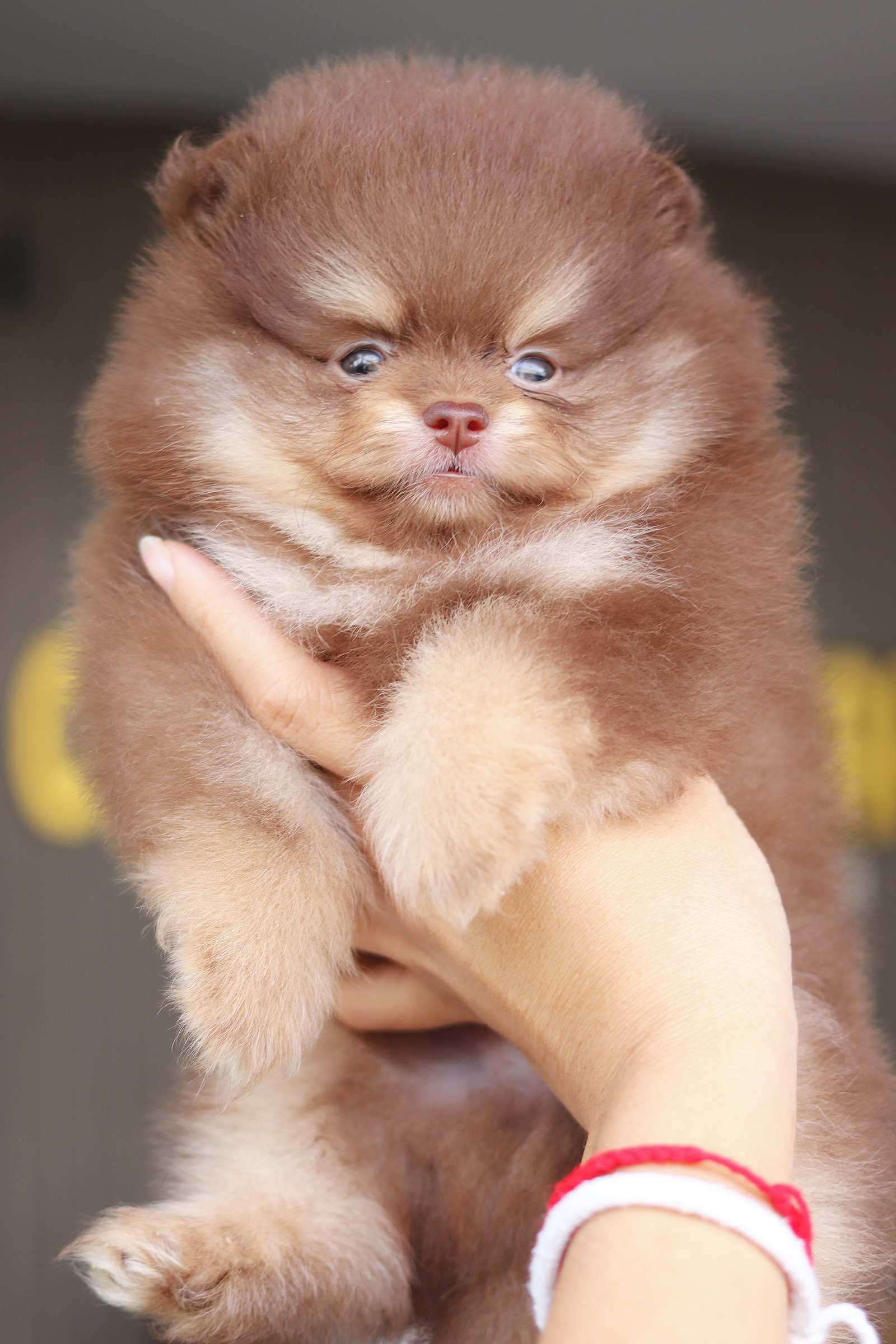 ปอมเมอเรเนียน เพศผู้สีช็อคแทน เกรดโชว์