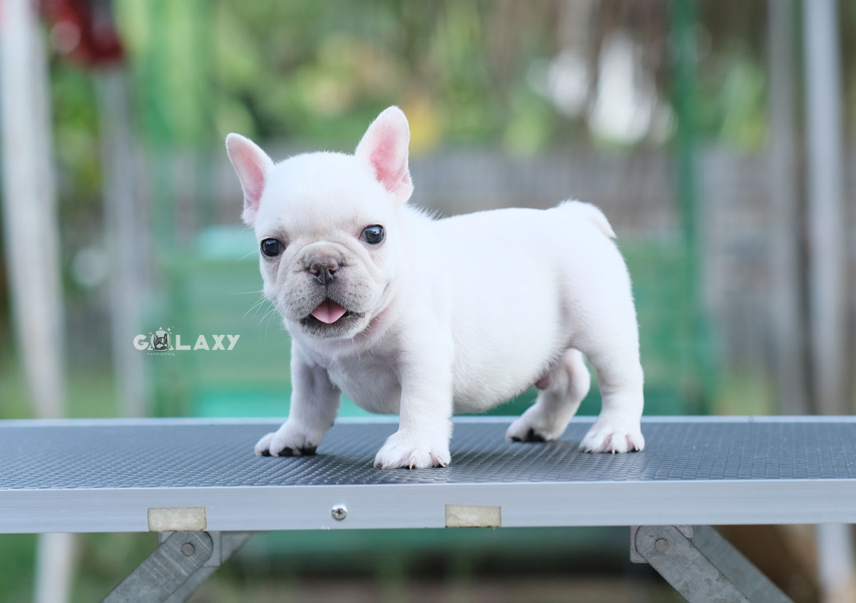 เพศผู้ สีครีม ลูกพ่อไทยแชมป์ แม่ตัวไม่ใหญ่ โตไปตัวเล็กพอดีๆ หน้าตาน่ารัก ตัวกลมๆ สุขภาพสมบูรณ์แข็งแรง สถานะพร้อมย้ายบ้าน, ได้รับการฉีดวัคซีนรวมป้องกัน5โรค ,สุนัขร่างกายสมบูรณ์แข็งแรง สุขภาพจิตดีทุกตัว 092-9918888