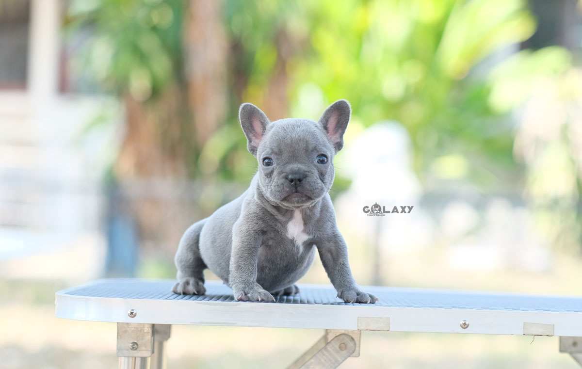 หนุ่มน้อย สีบลู(เทา) ตัวเล็กน่ารัก สายแบ๊ว แข็งแรง ร่าเริง ขี้เล่น, ได้รับการฉีดวัคซีนรวมป้องกัน5โรค , ถ่ายพยาธิตามกำหนด ก่อนการส่งมอบ , มีบริการส่งน้องต่างจังหวัด , สุนัขร่างกายสมบูรณ์แข็งแรง สุขภาพจิตดีทุกตัว 092-991-8888