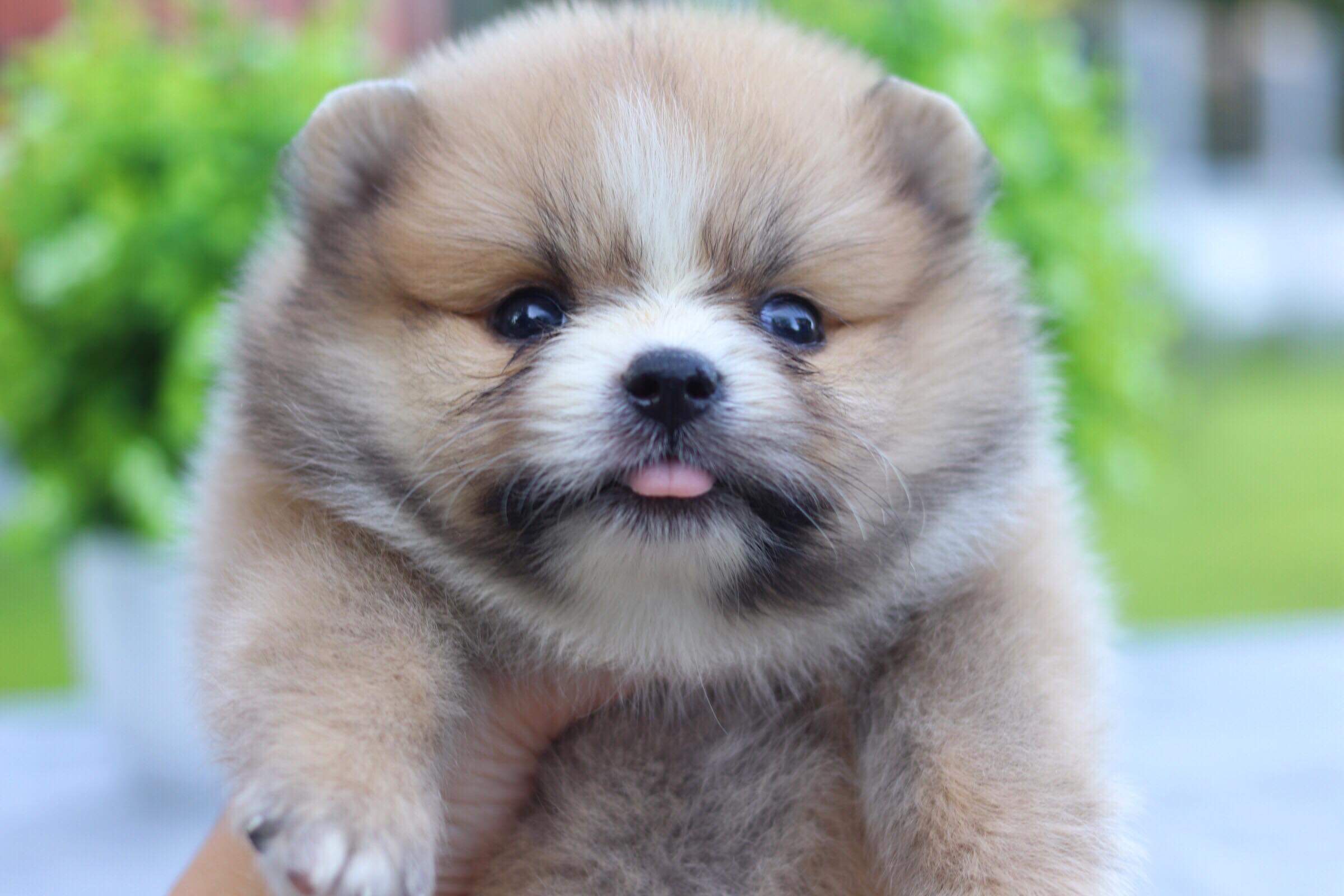 ปอมเมอเรเนียน เพศเมีย