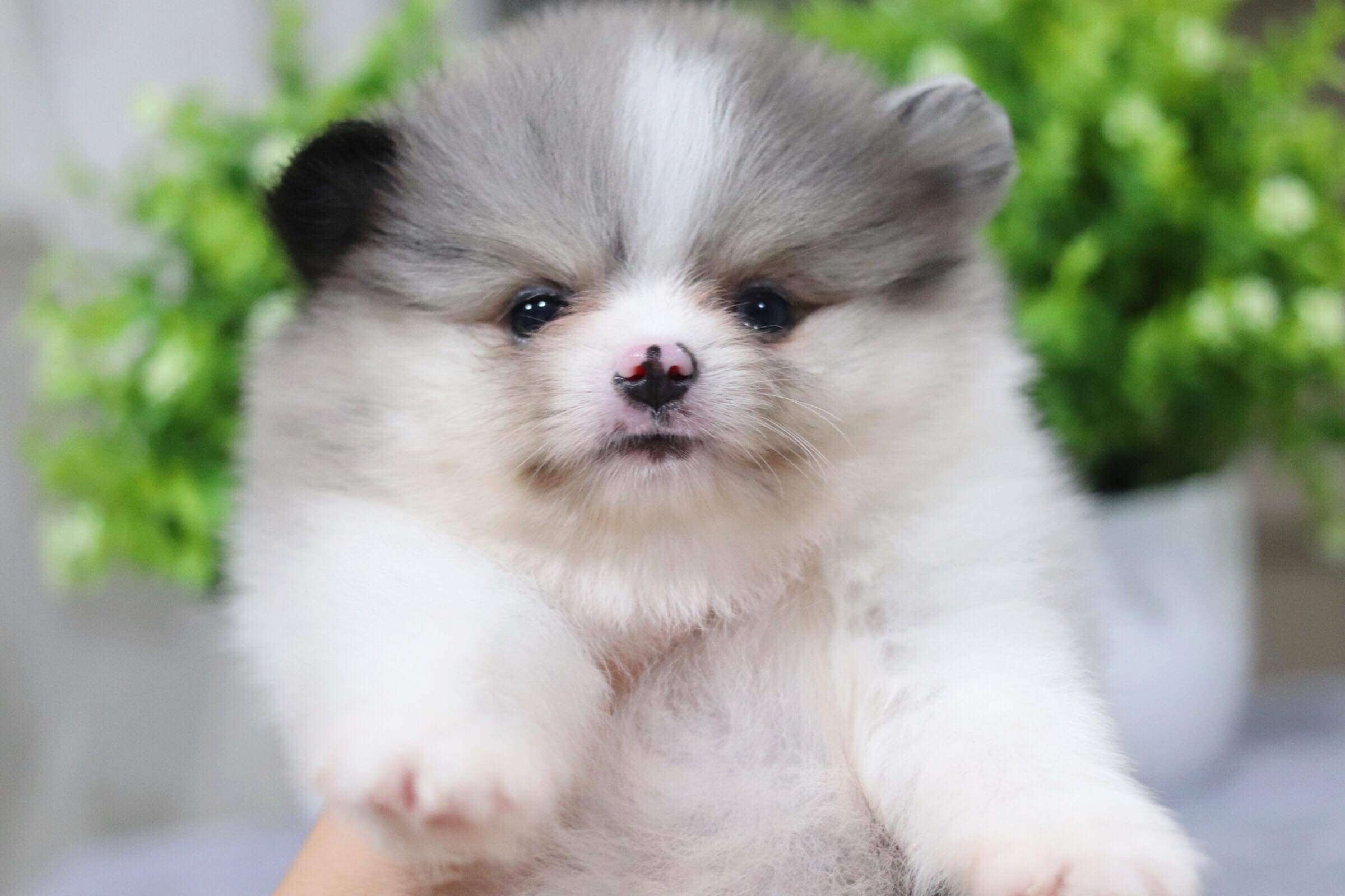 ปอมเมอเรเนียน เพศผู้