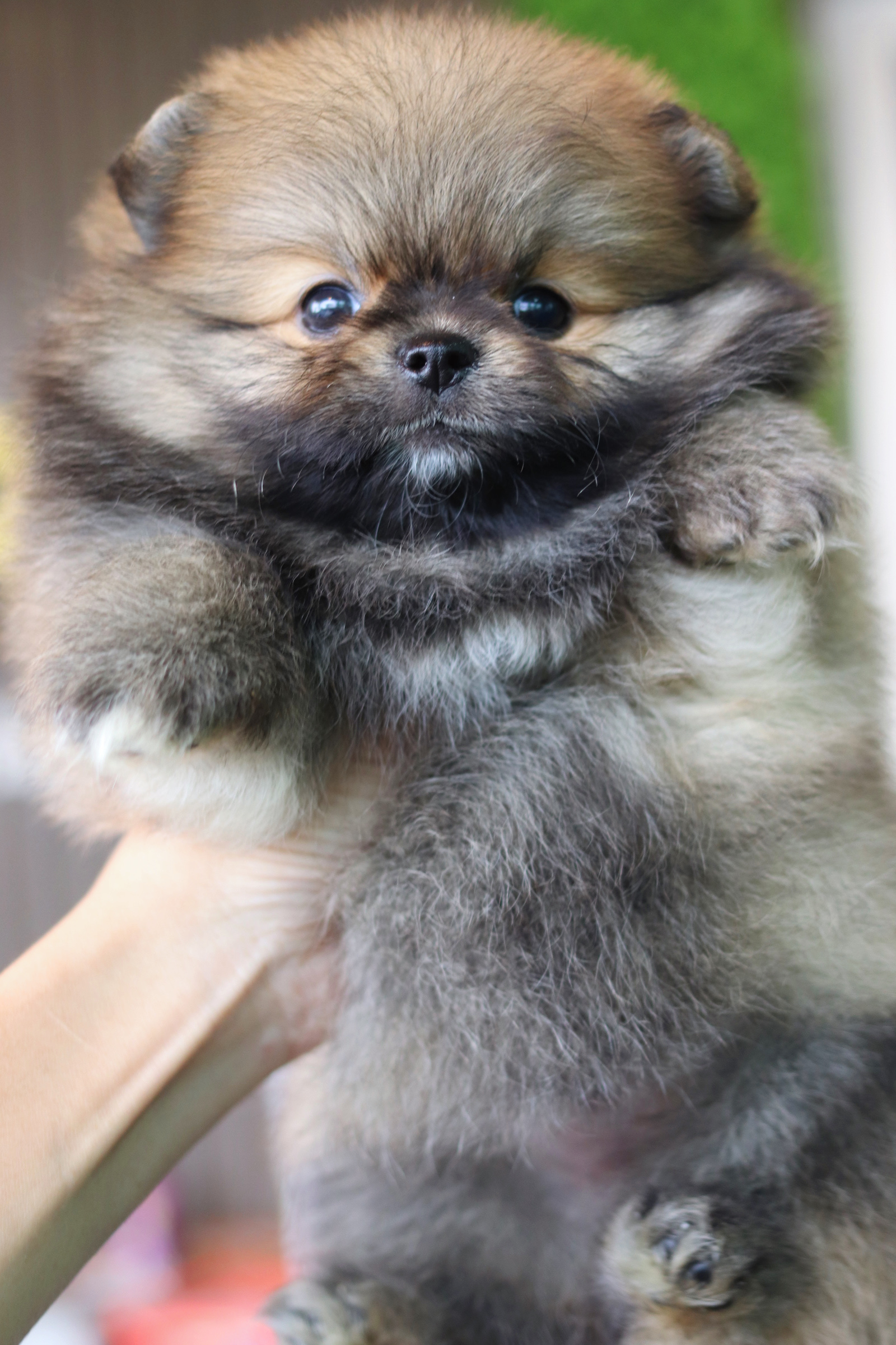 ปอมเมอเรเนียน เพศเมียสีส้ม