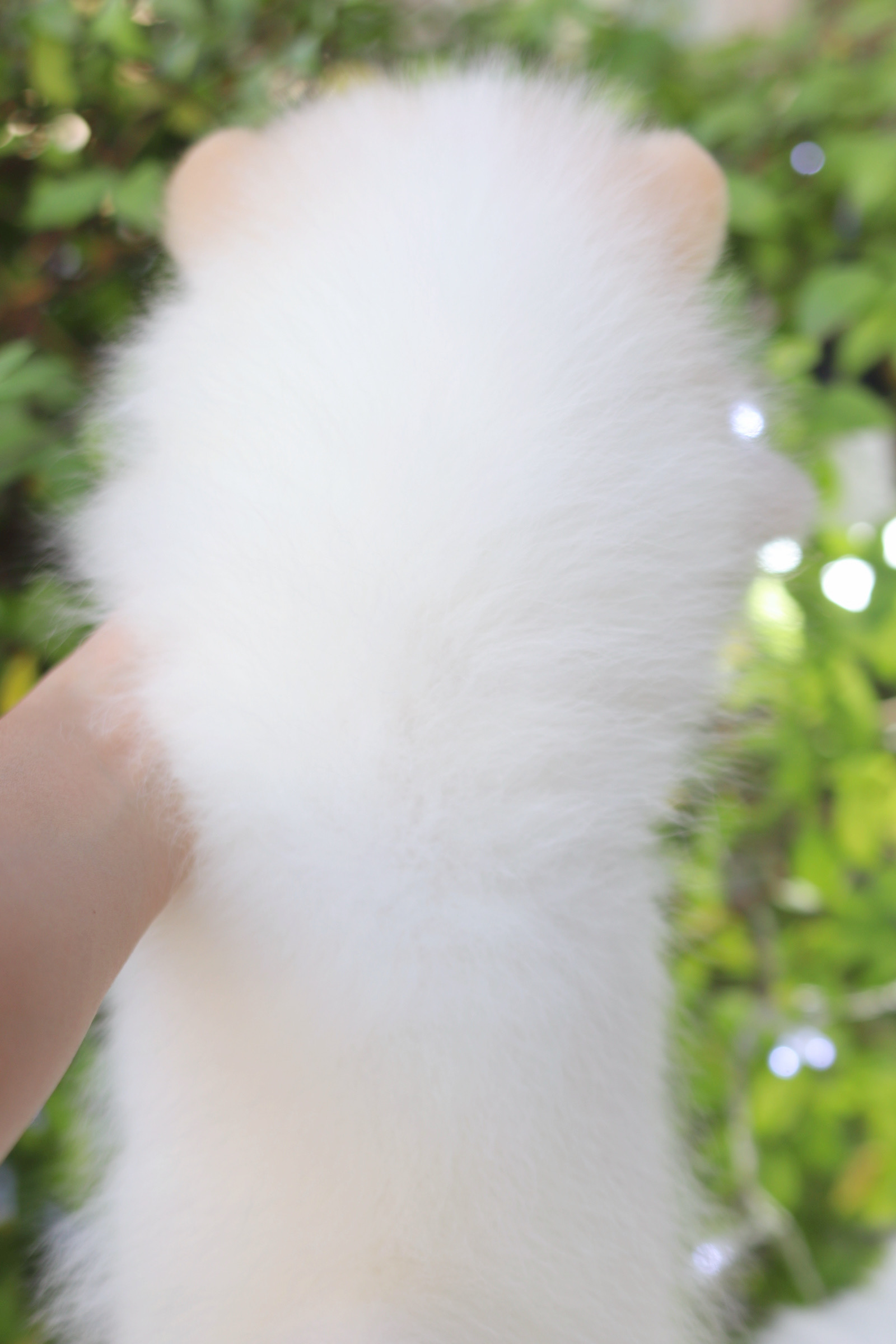 ปอมเมอเรเนียน เพศเมีย สีขาวครีม