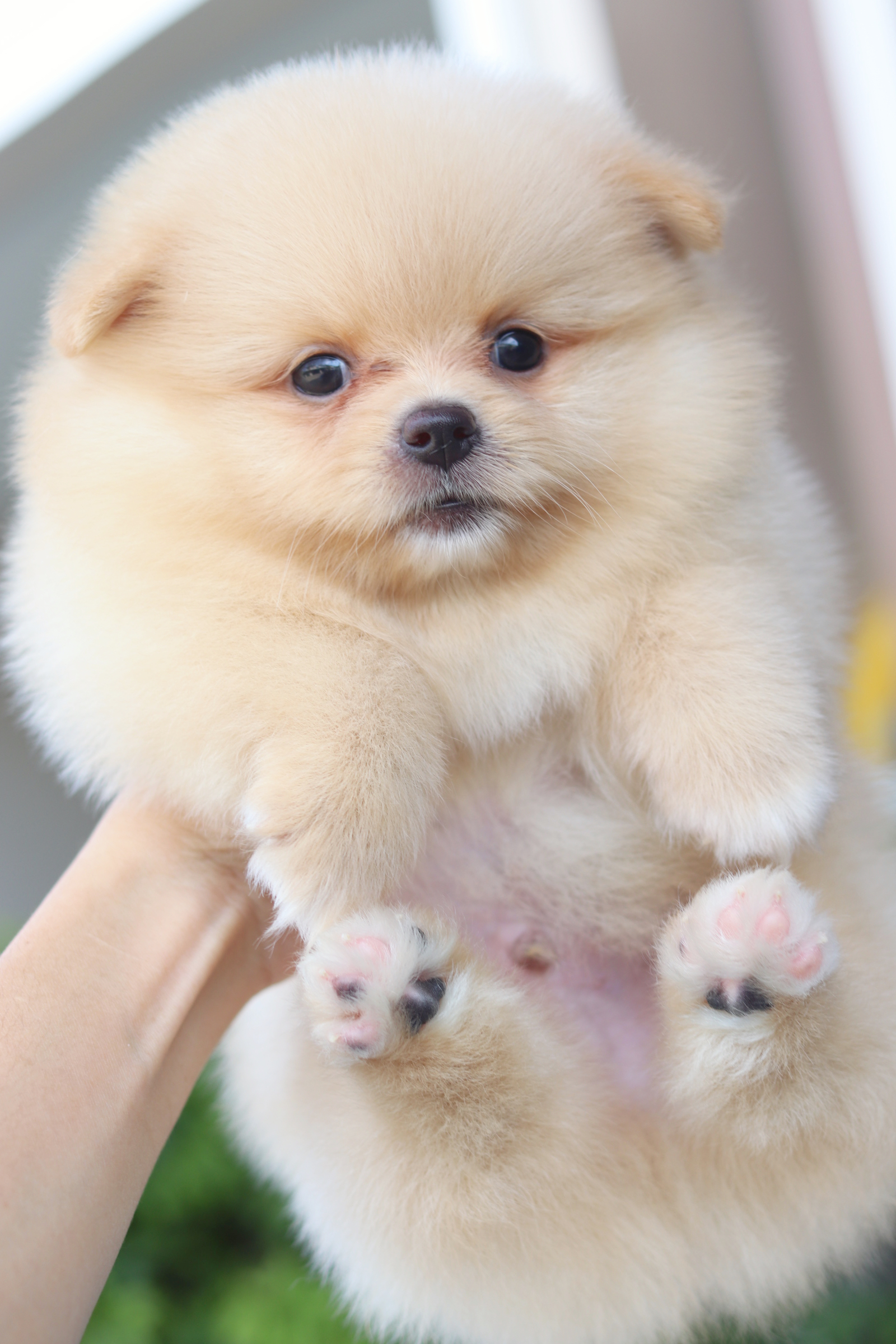 ปอมเมอเรเนียน เพศผู้สีครีม