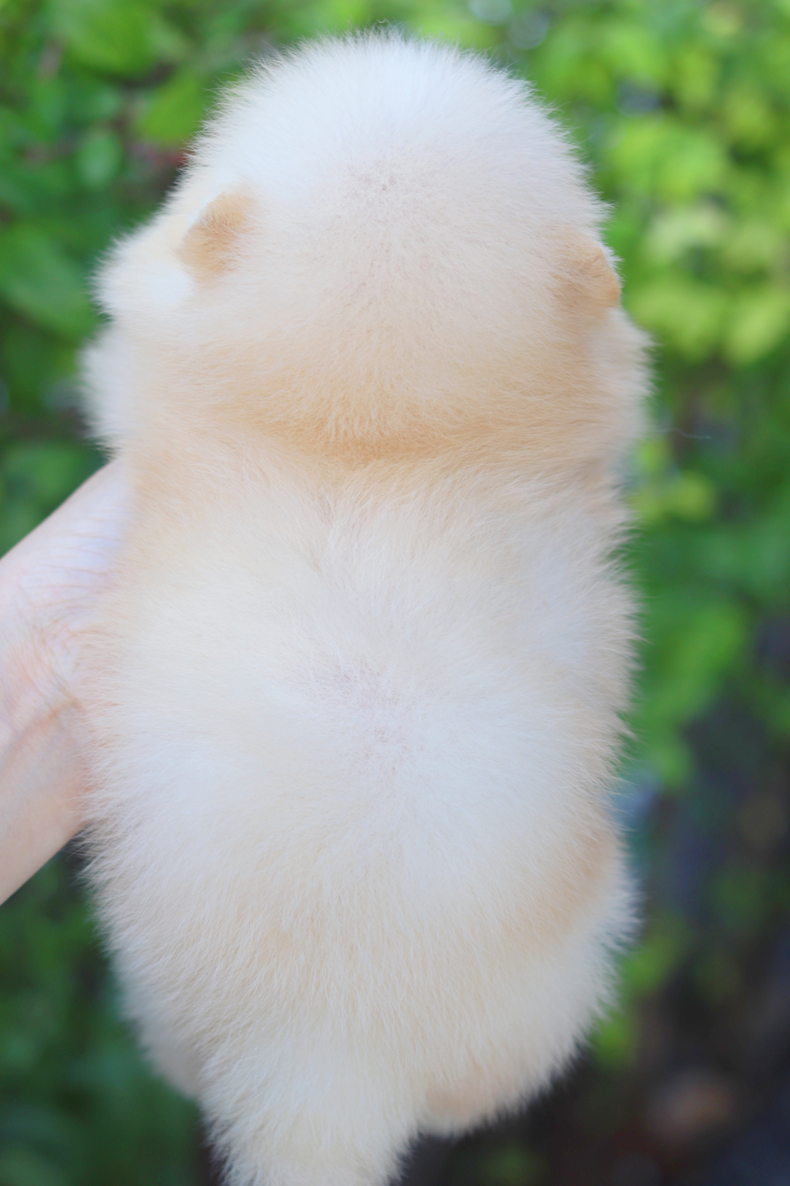 ปอมเมอเรเนียน เพศผู้สีครีม