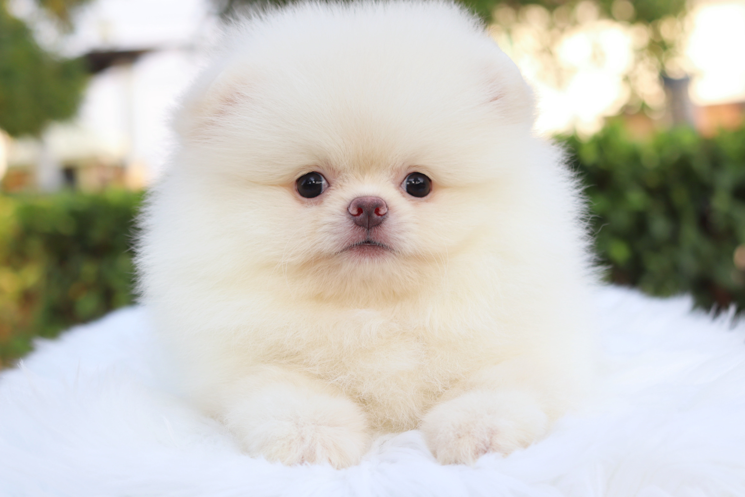 ปอมเมอเรเนียน เพศผู้ สีขาวครีม เกรดโชว์