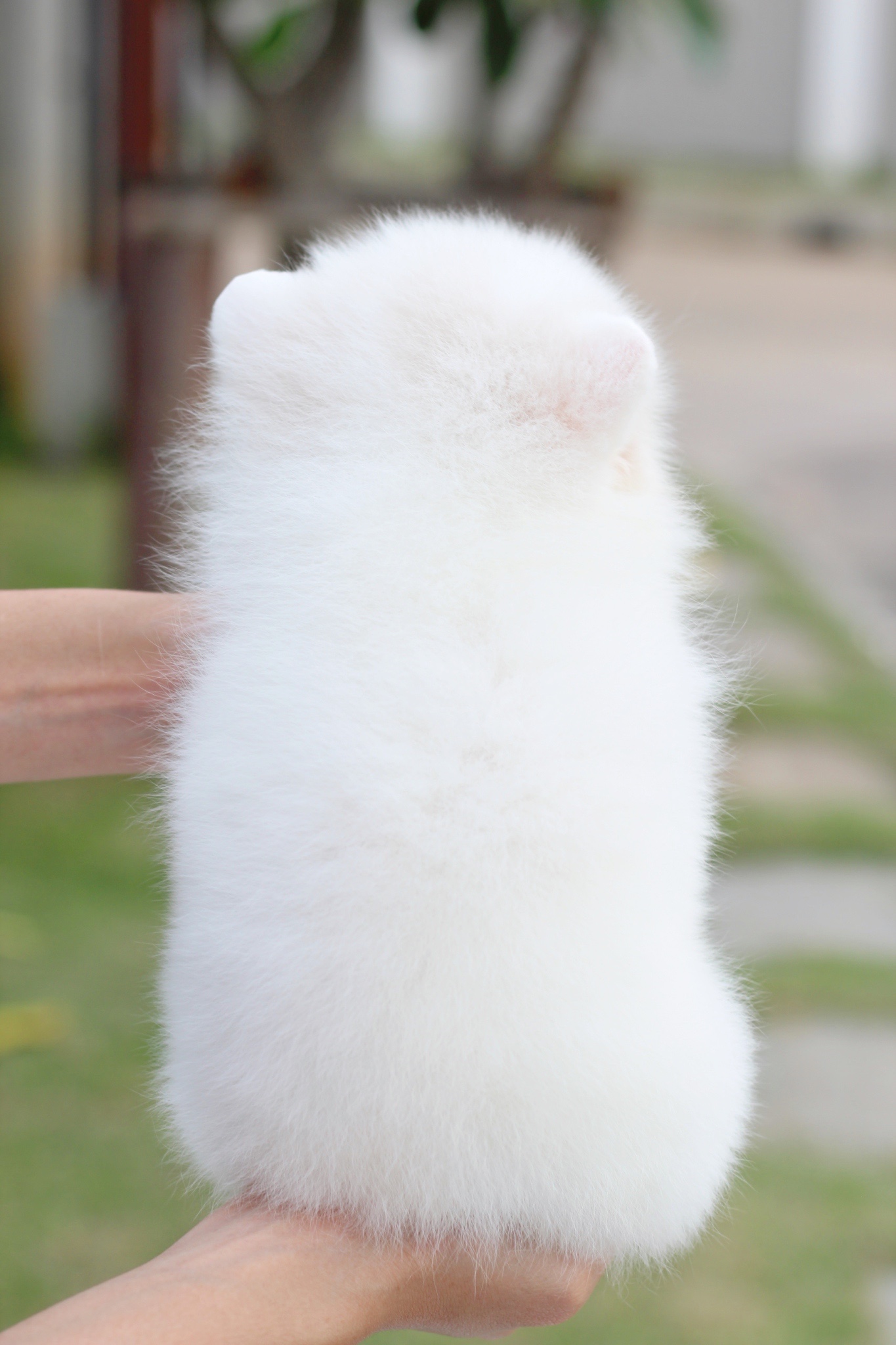 ปอมเมอเรเนียน เพศเมียสีขาวครีม