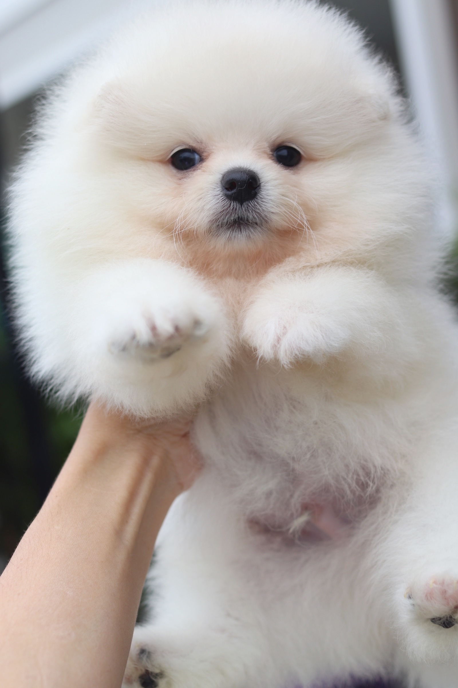 ปอมเมอเรเนียน เพศผู้ สีขาวครีม