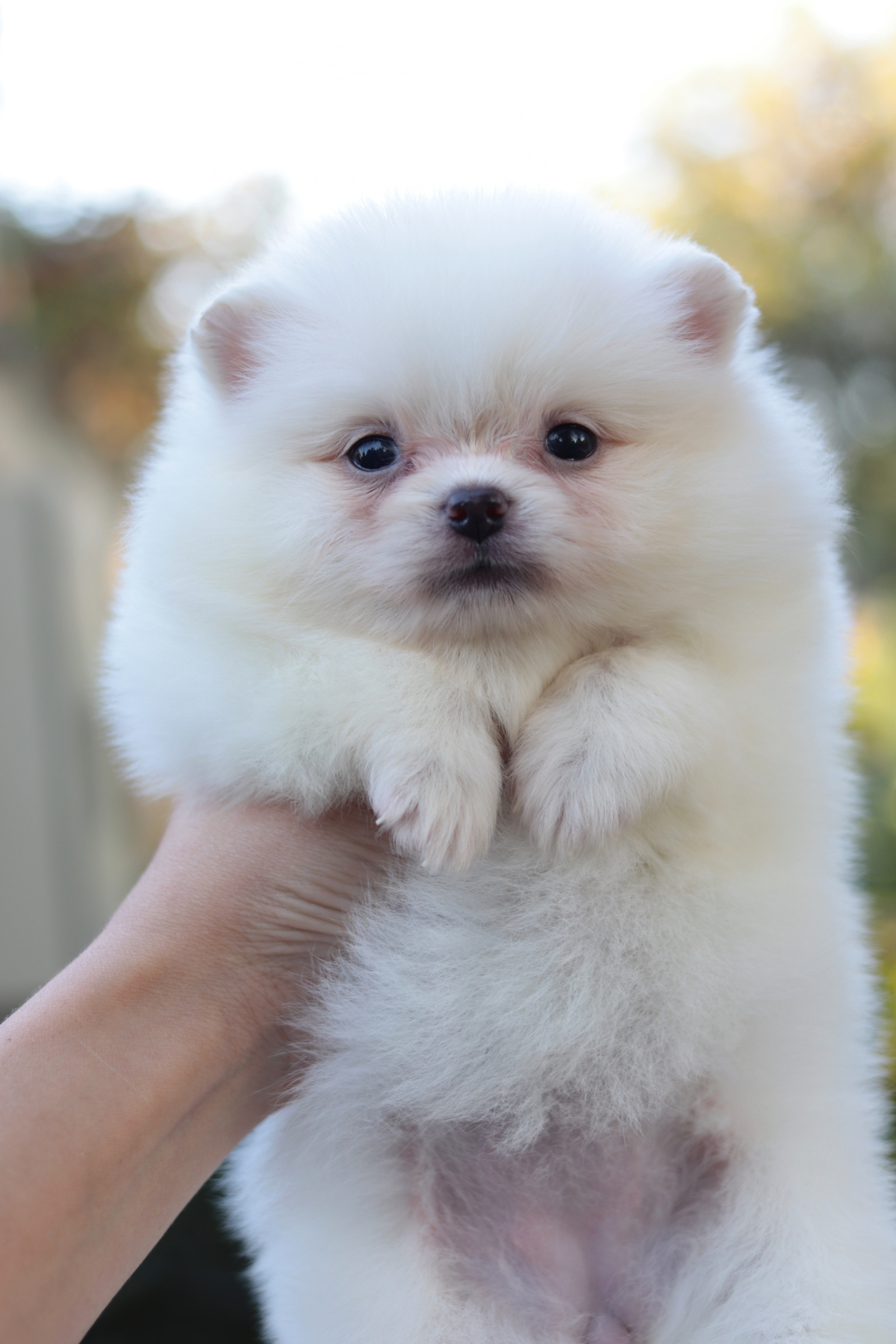 ปอมเมอเรเนียน เพศผู้