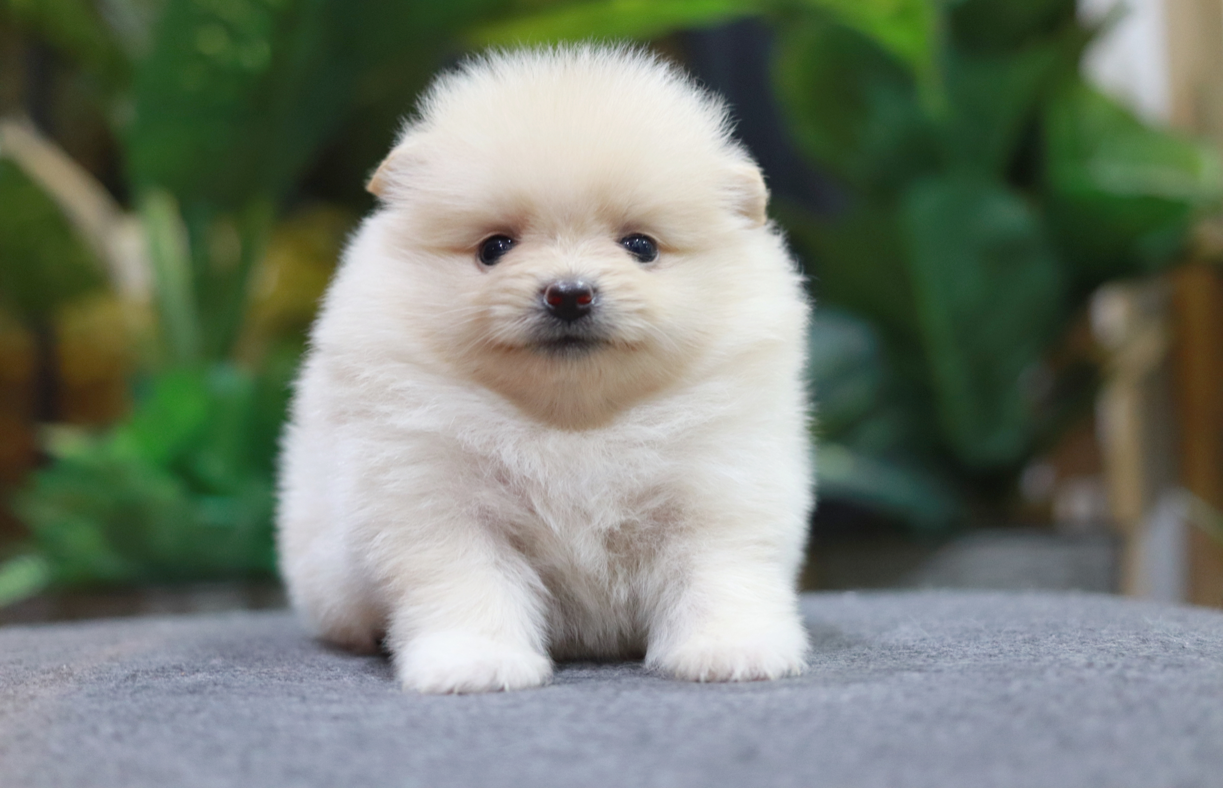 ปอมเมอเรเนียน เพศเมียสีครีม