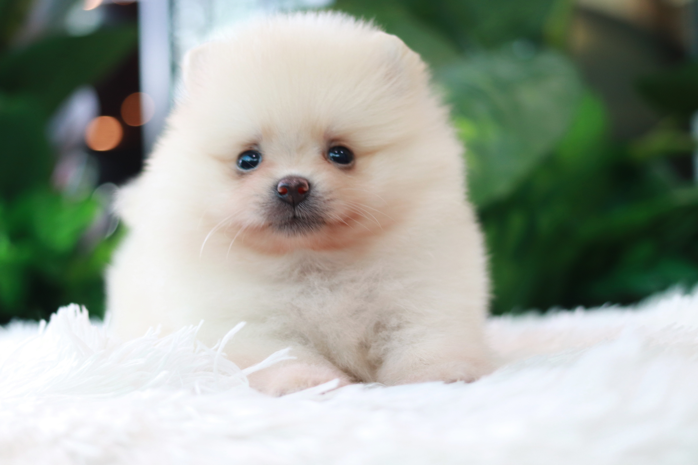 ปอมเมอเรเนียน เพศผู้ ขาวครีมหน้าตุ๊กตา