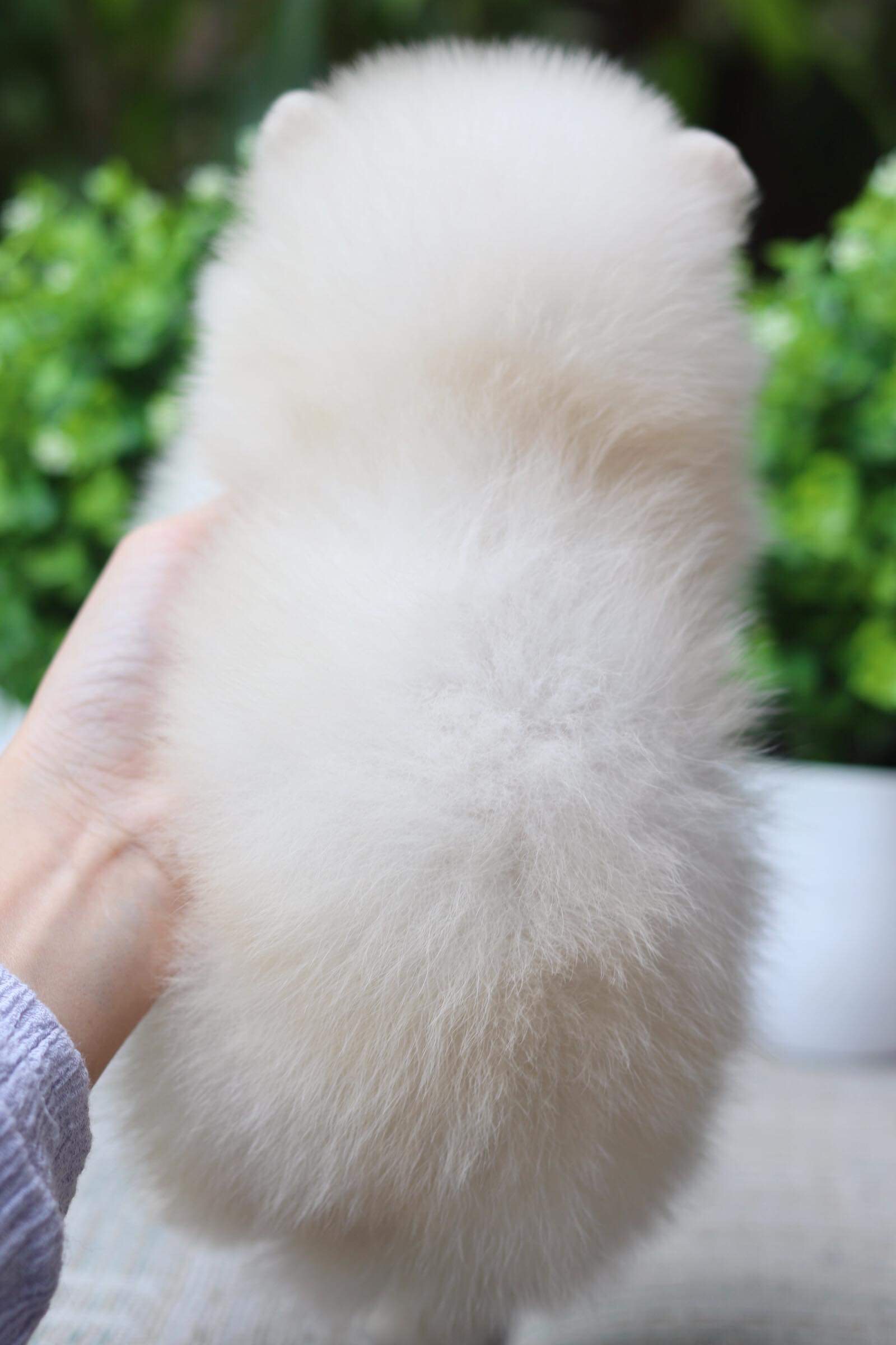 ปอมเมอเรเนียน เพศผู้