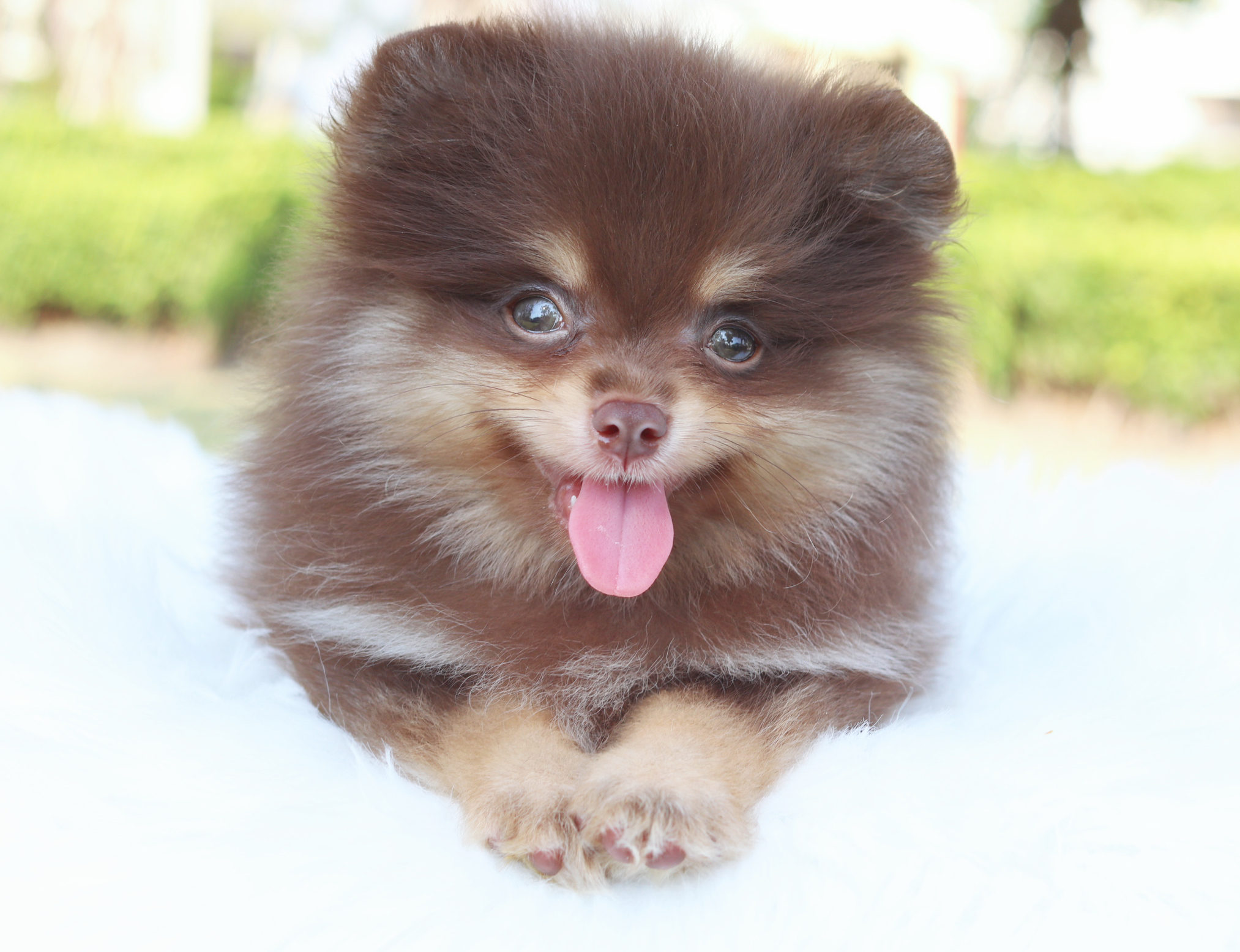 ปอมเมอเรเนียน เพศผู้สีช็อคแทน