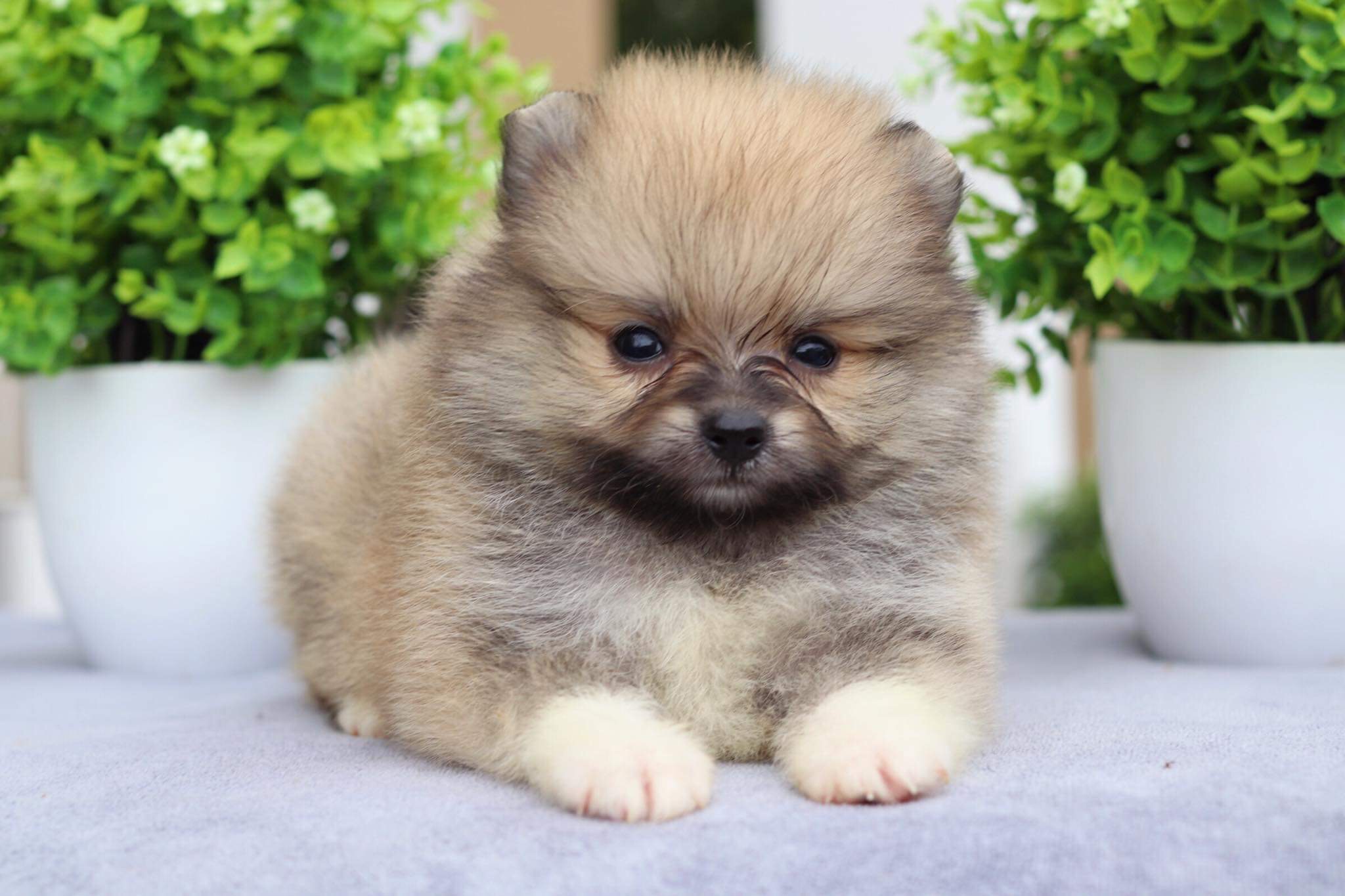 ปอมเมอเรเนียน เพศผู้