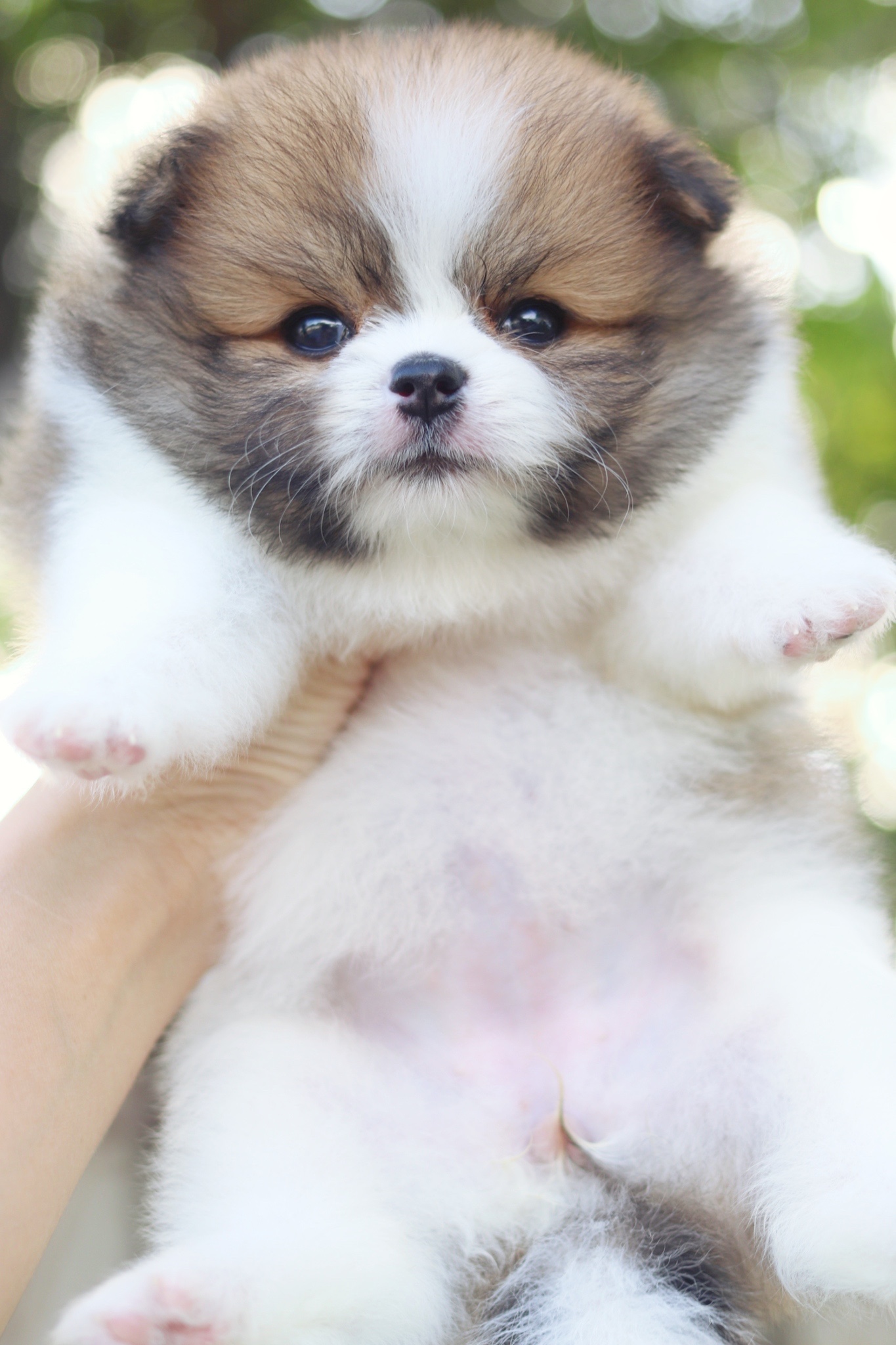 ปอมเมอเรเนียน เพศเมียสีแฟนซี