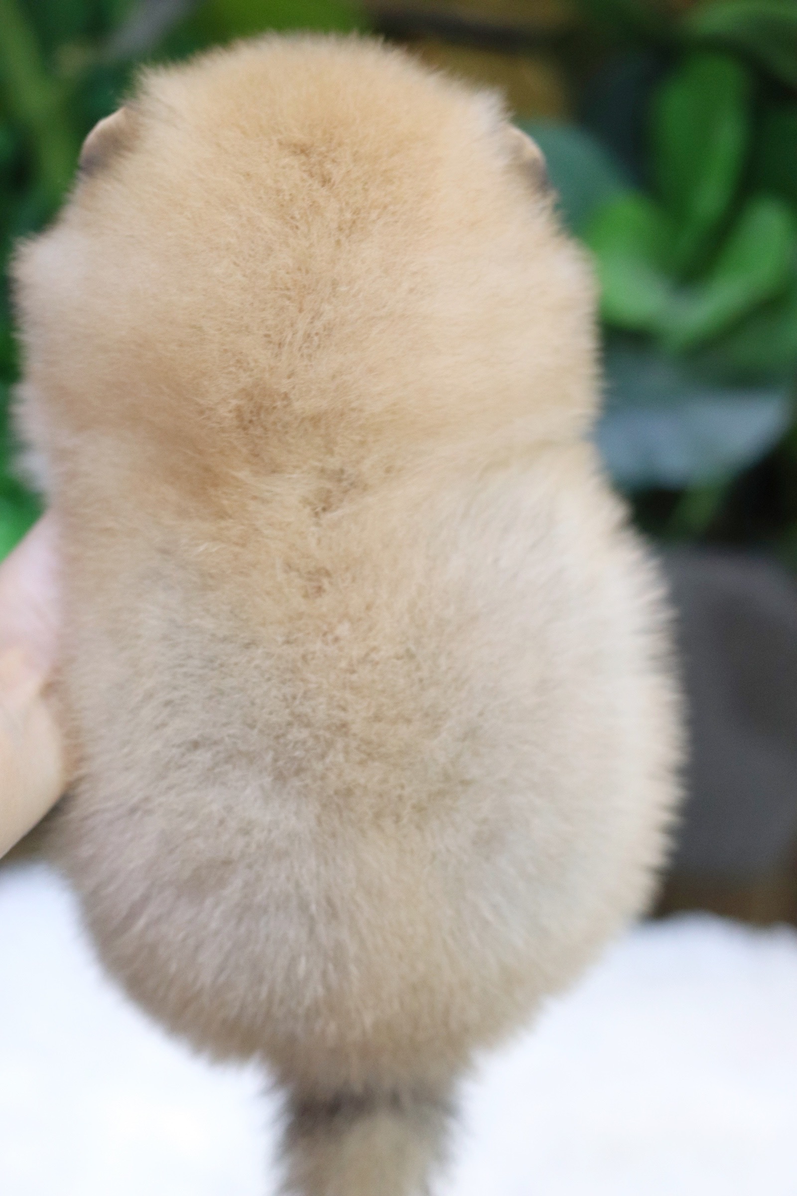 ปอมเมอเรเนียน เพศผู้ สีส้ม