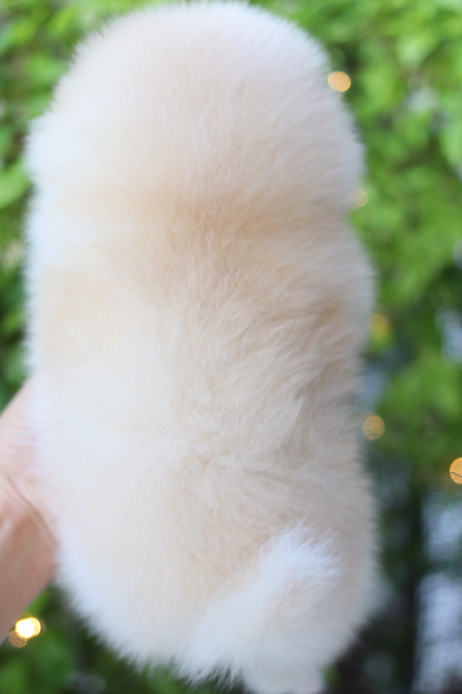 ปอมเมอเรเนียน เพศผู้สีครีม