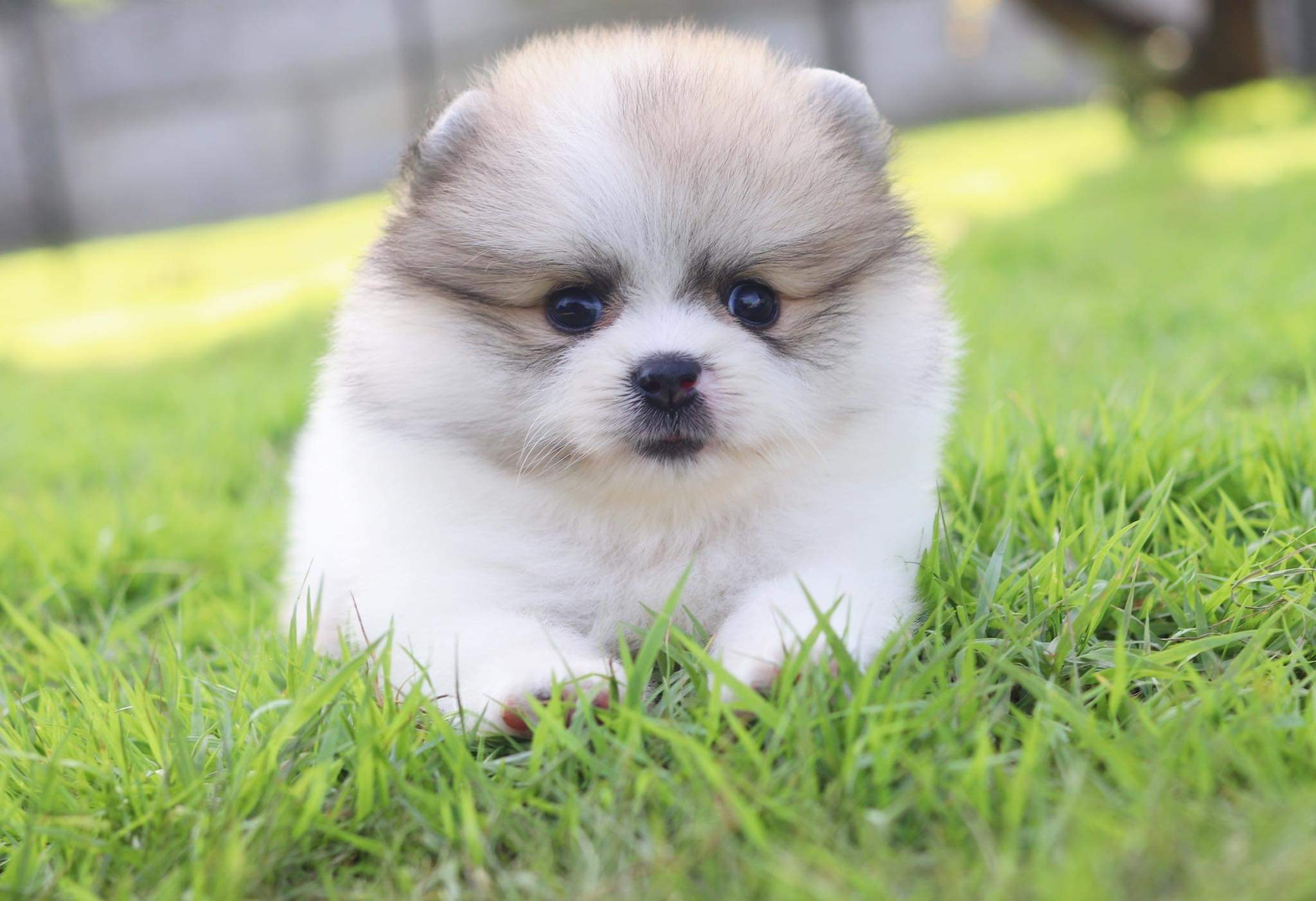 ปอมเมอเรเนียน เพศผู้ แฟนซี