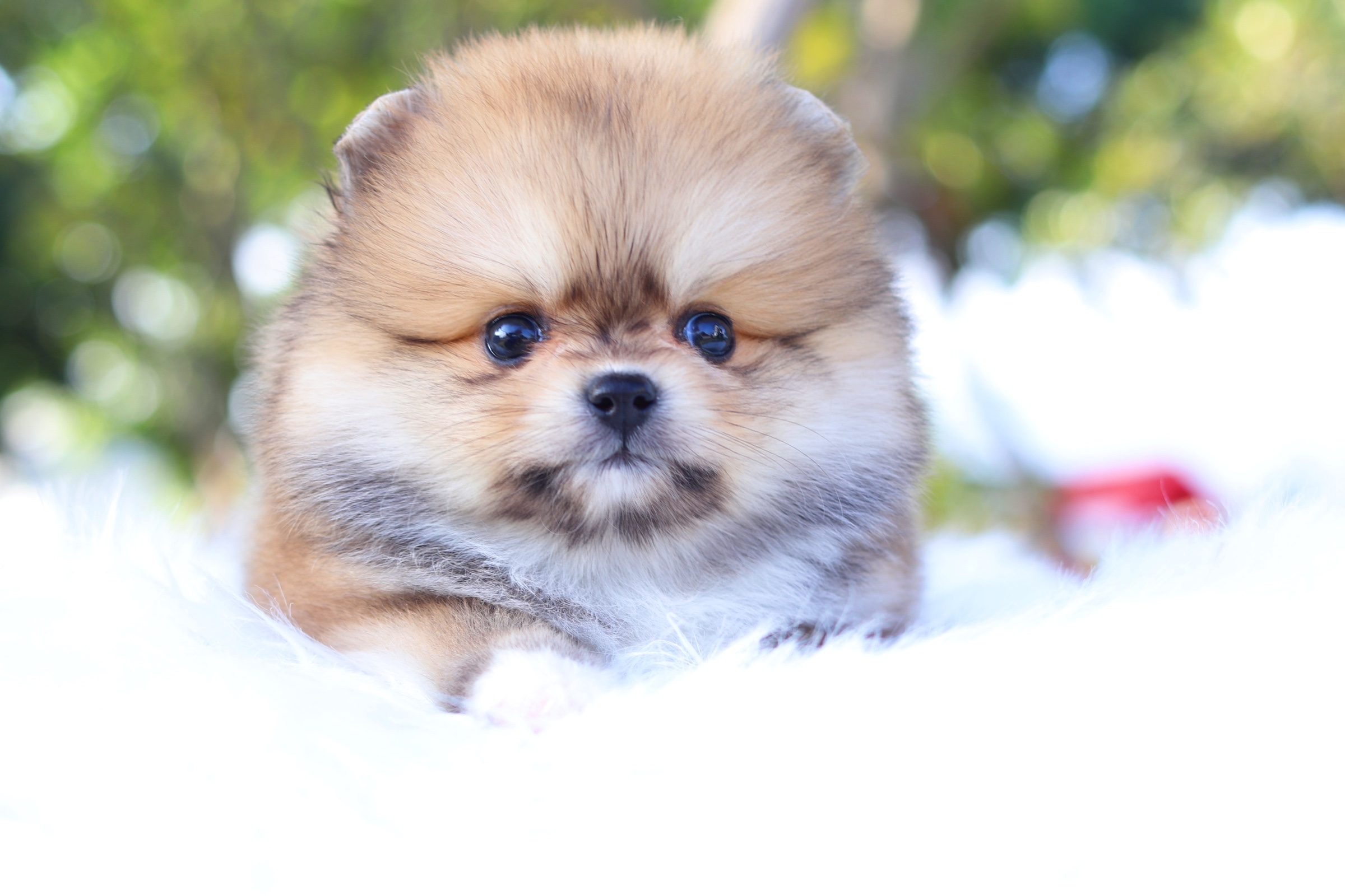 ปอมเมอเรเนียน เพศเมีย สีส้ม มีถุงเท้า