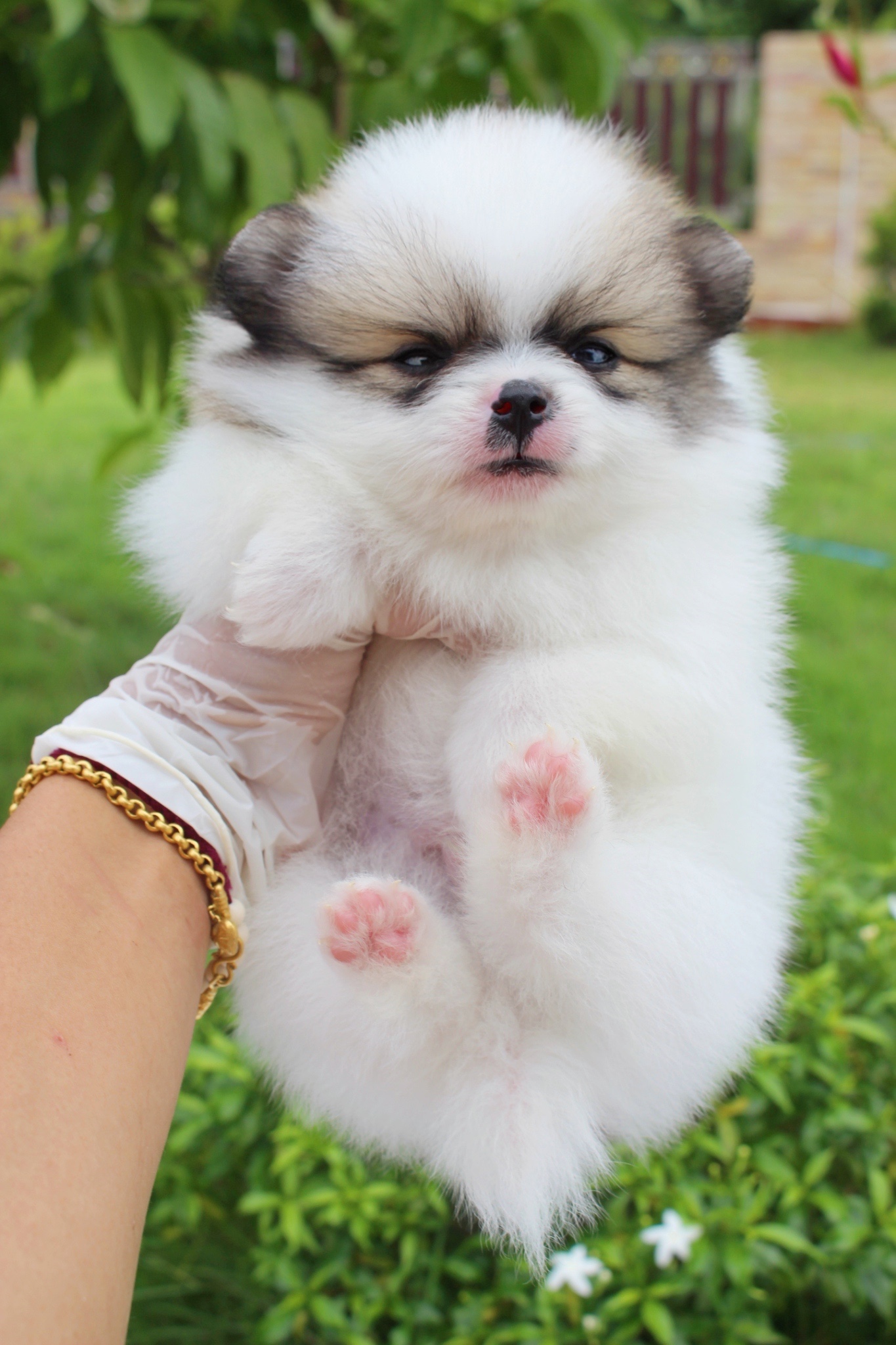 ปอมเมอเรเนียน เพศผู้ สีแฟนซี