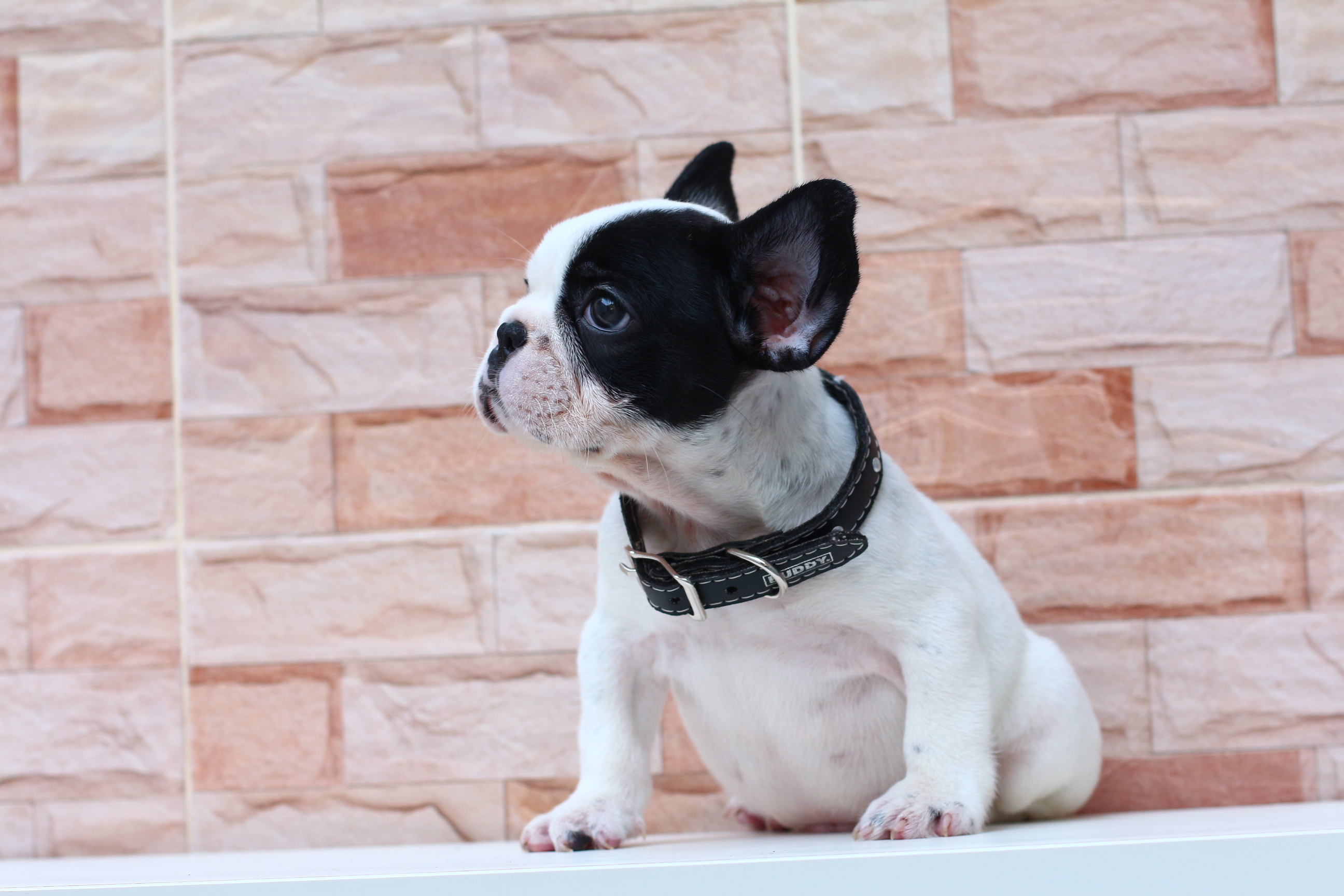 เฟรนช์บูลด็อก หน้าตาเท่ห์ๆ มาร์คกิ้งหน้ากาก