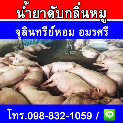 วิธีล้างคอกหมู / ฟาร์มหมูไร้กลิ่น / ดับกลิ่นฟาร์มหมู / ดับกลิ่นฟาร์มสุกร / วิธีใช้จุลินทรีย์หอมดับกลิ่นฟาร์มหมู และการอาบน้ำสุกรอย่างไรไม่ให้เป็นหวัดและเป็นไข้หวัด