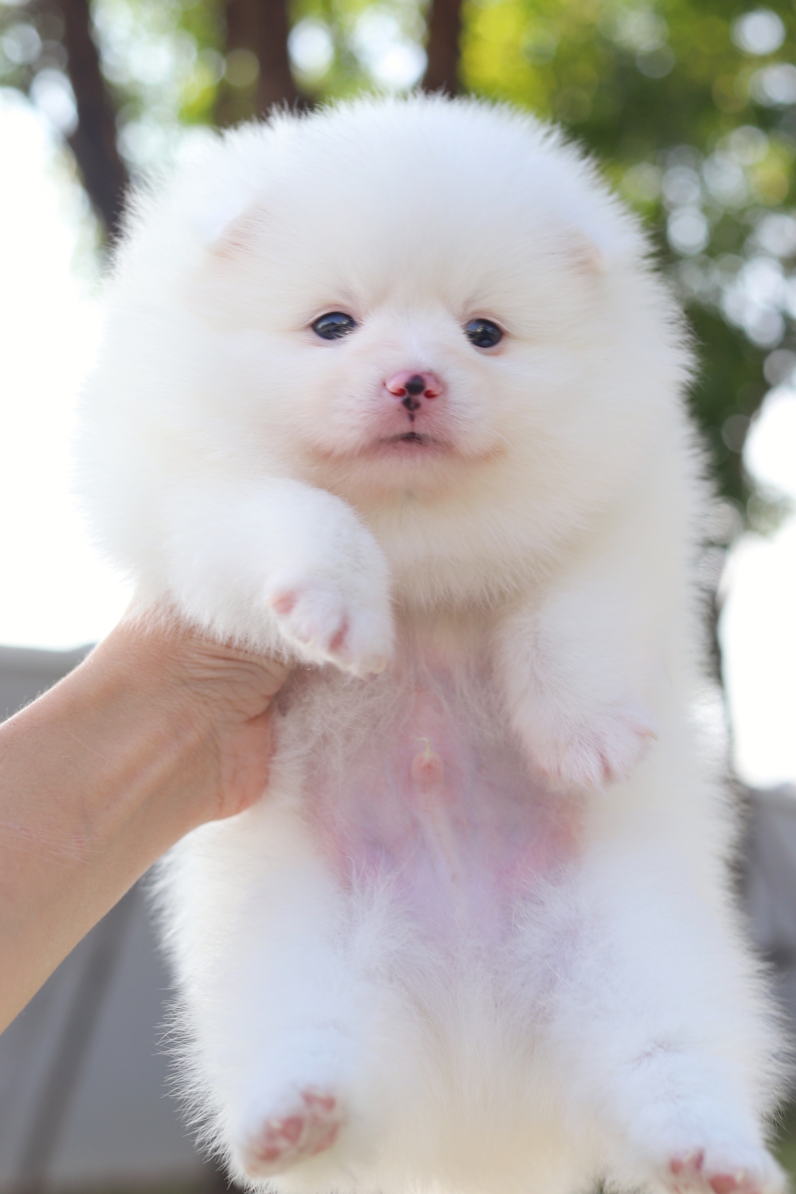 ปอมเมอเรเนียน เพศผู้ สีขาว