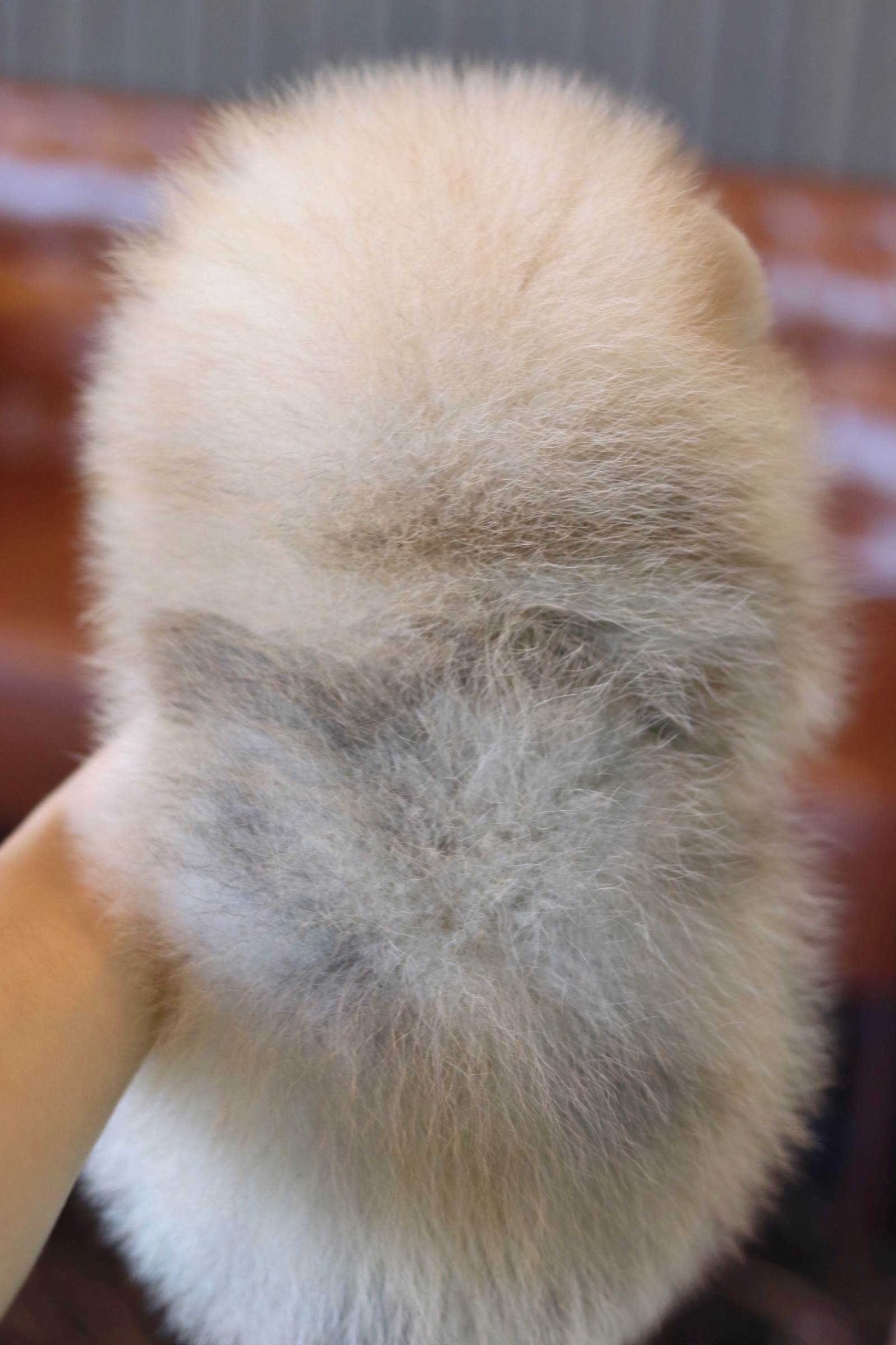 ปอมเมอเรเนียน เพศผู้ สีเรดเมอร์