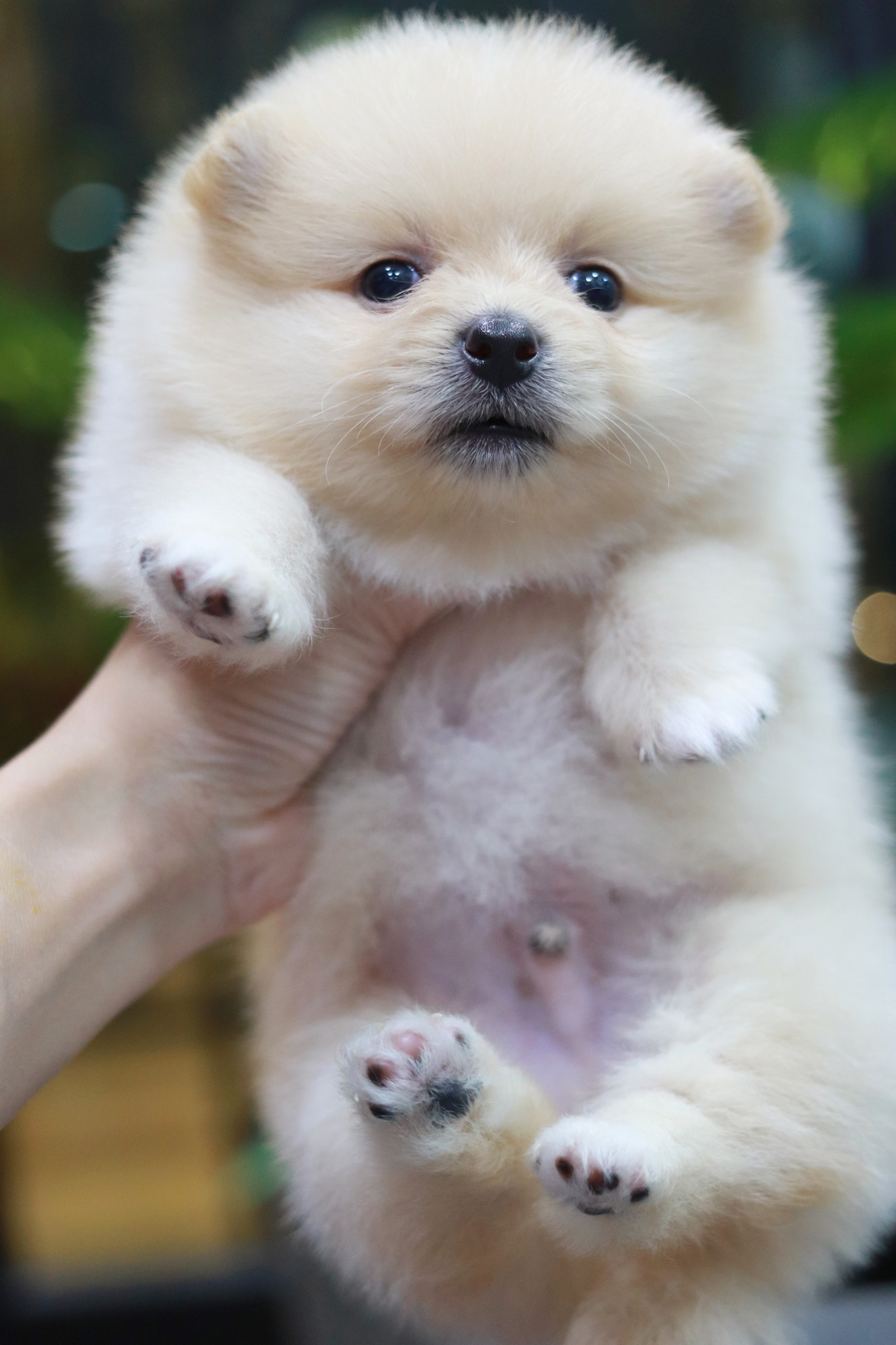 ปอมเมอเรเนียน เพศผู้ หน้าธรรมดาสีครีม