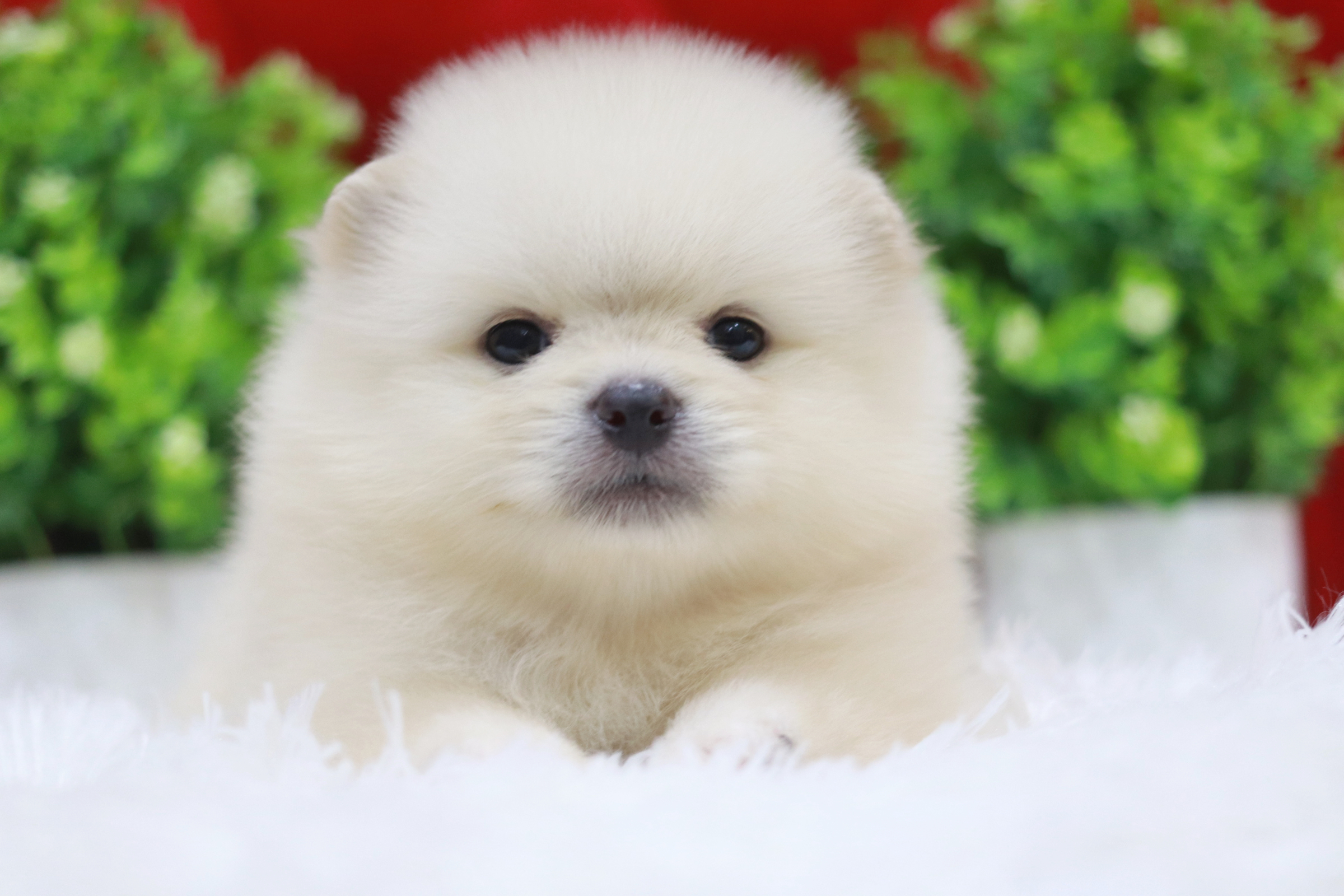 ปอมเมอเรเนียน เพศผู้ สีขาวครีม