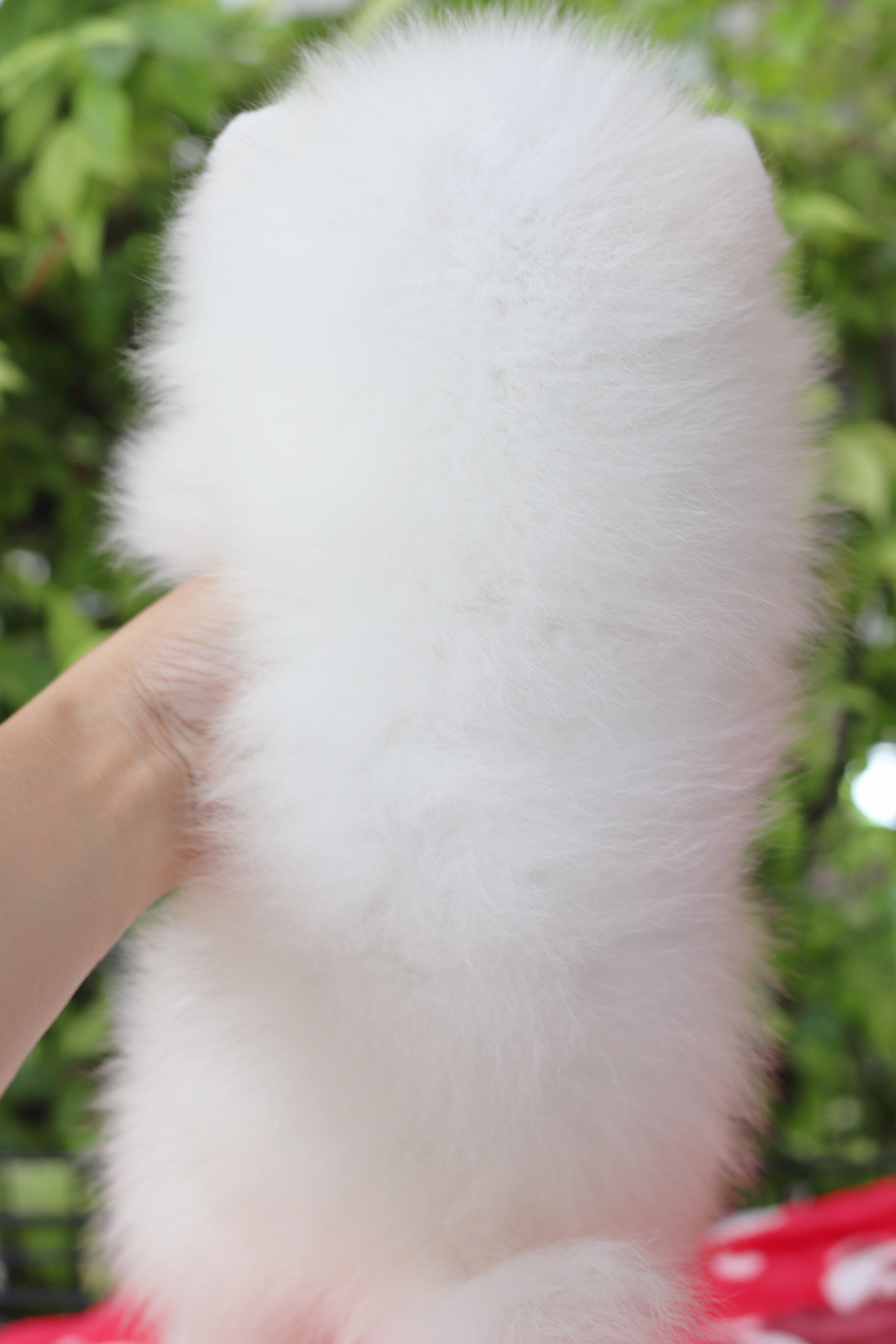 ปอมเมอเรเนียน เพศผู้สีขาวครีมเกรดโชว์