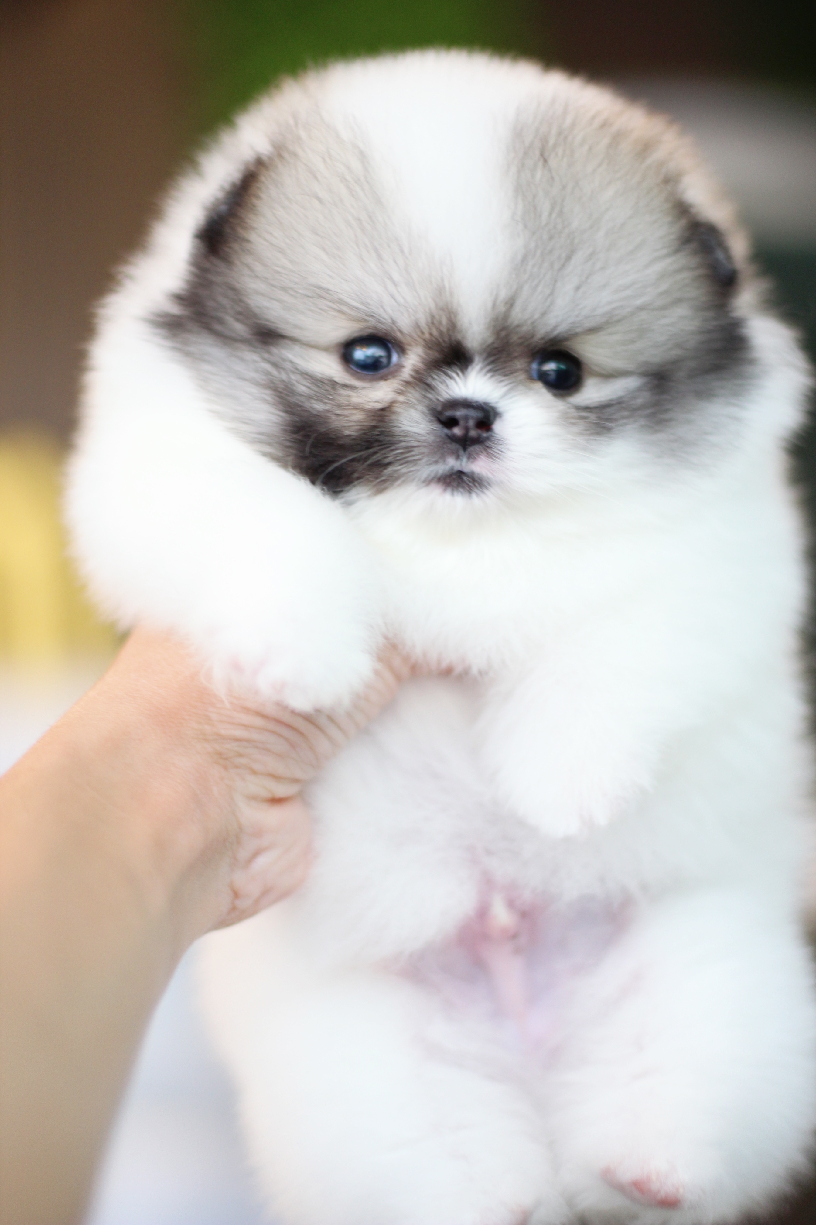 ปอมเมอเรเนียน เพศผู้แฟนซีเกรดโชว์