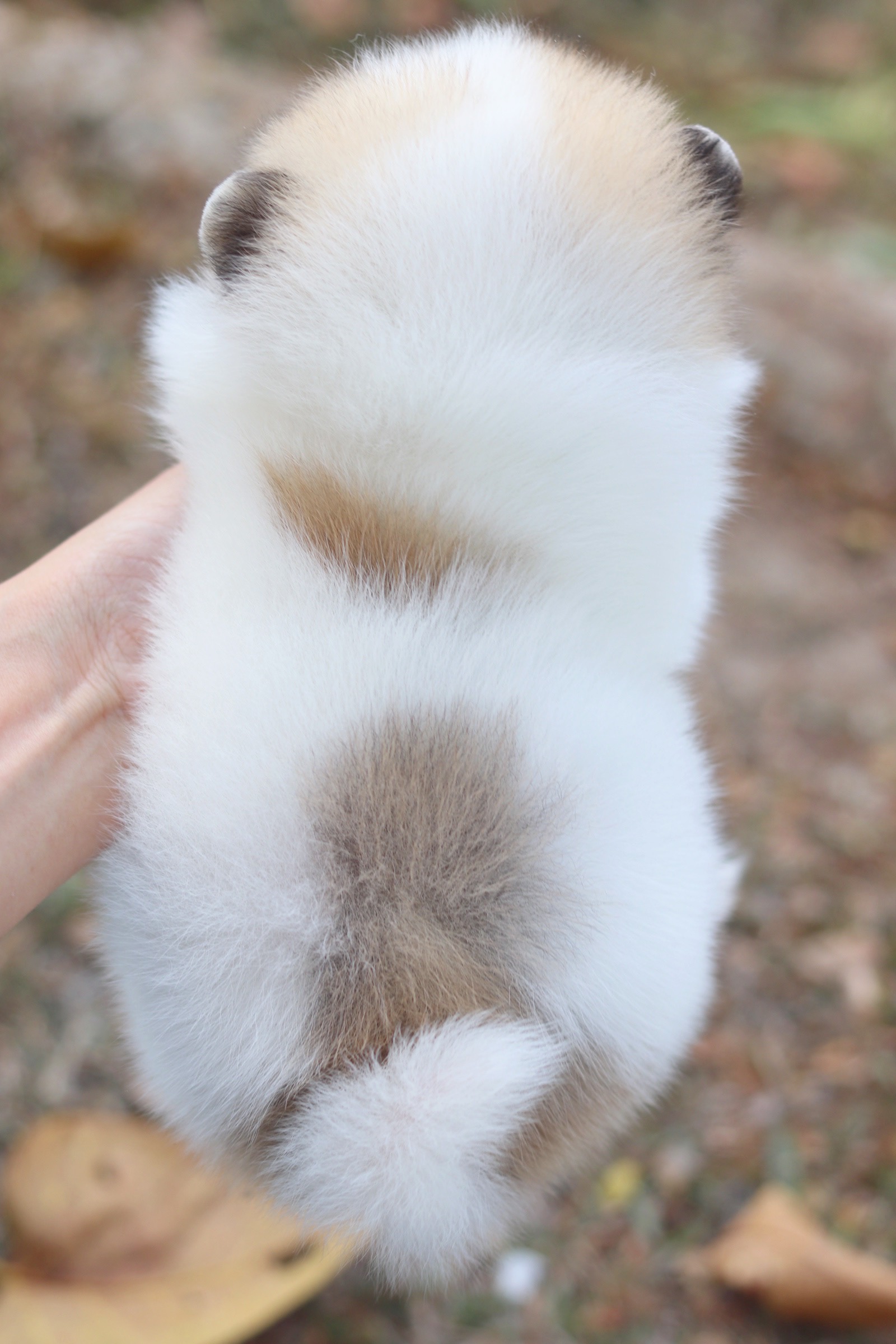 ปอมเมอเรเนียน เพศเมีย แฟนซี