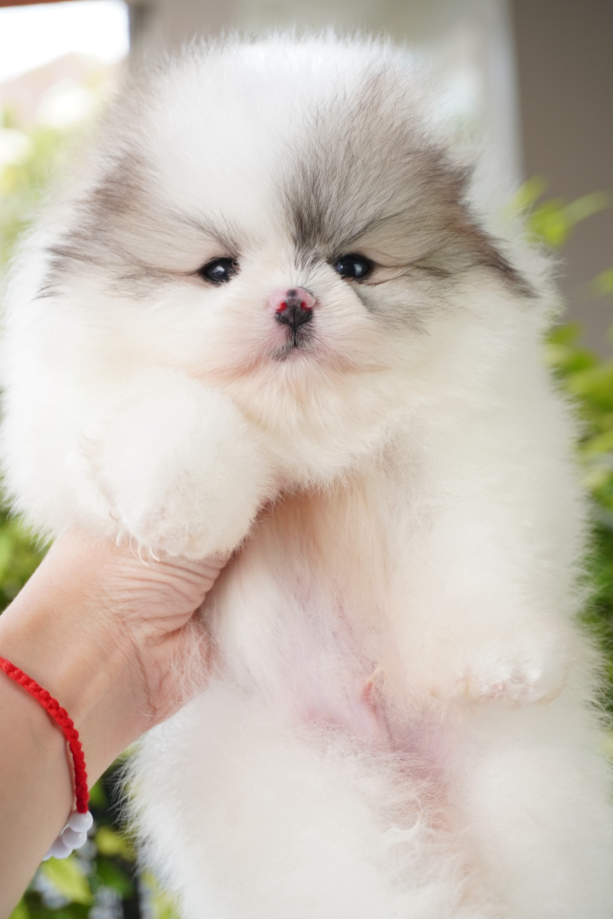 ปอมเมอเรเนียน เพศผู้สีแฟนซี เกรดโชว์