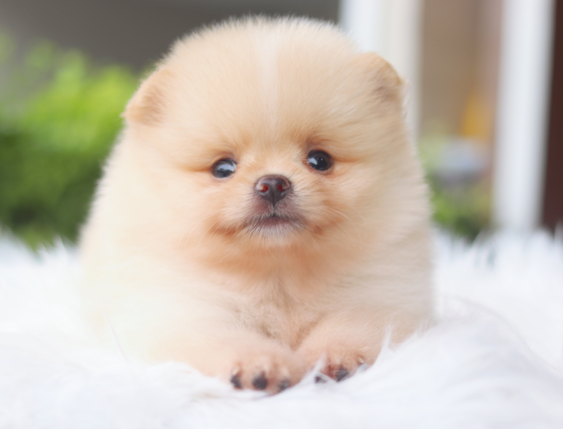 ปอมเมอเรเนียน เพศผู้สีครีม