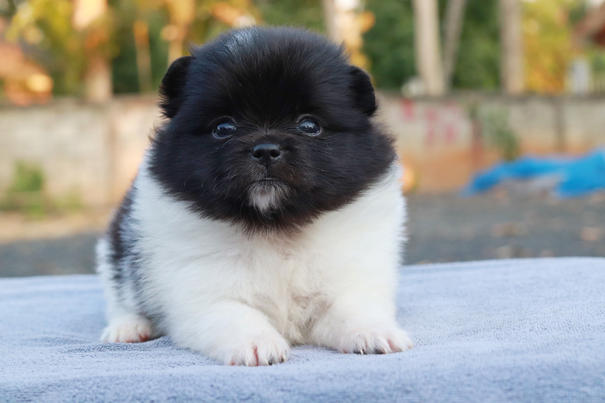 ปอมเมอเรเนียน เพศเมีย